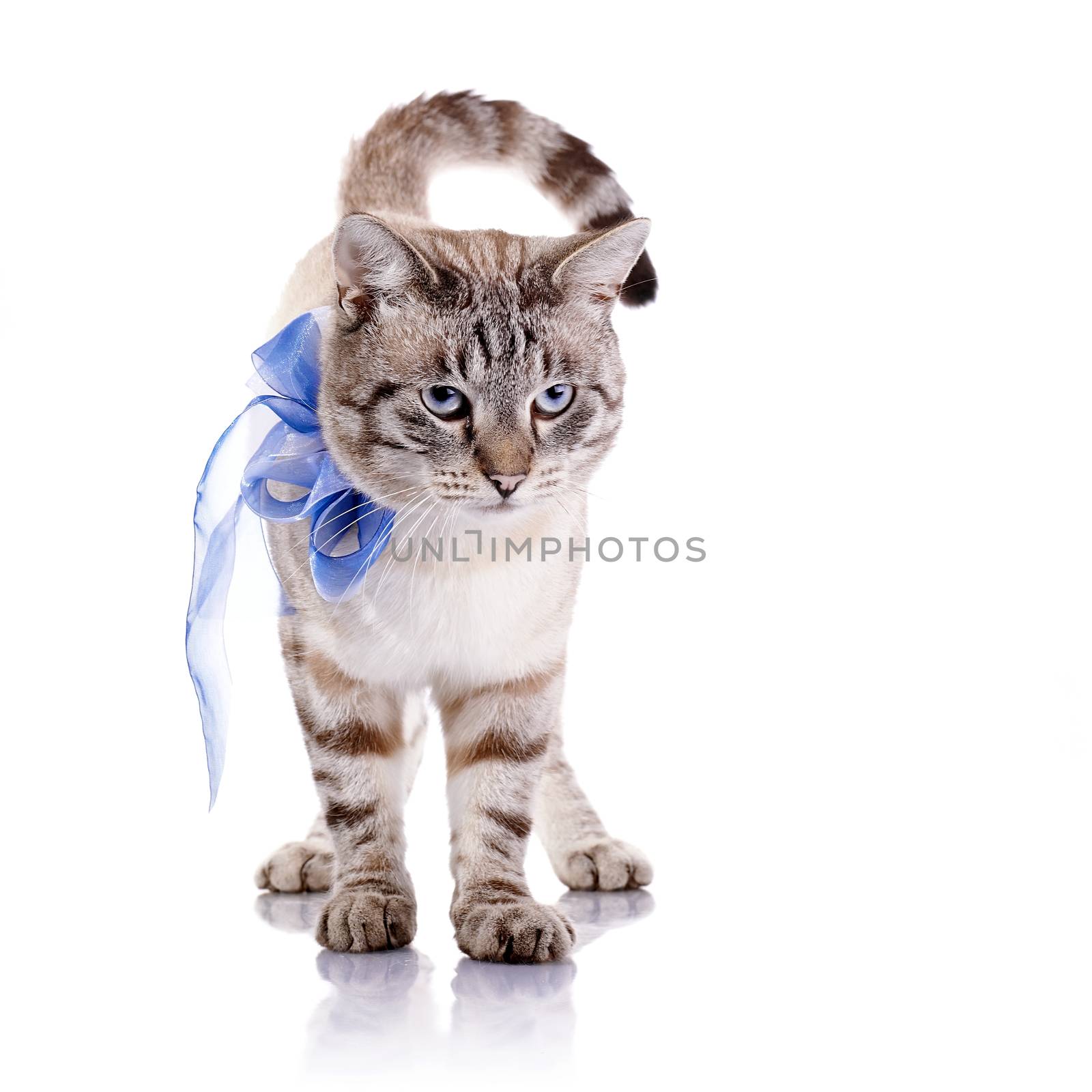 Striped cat with a blue bow. by Azaliya