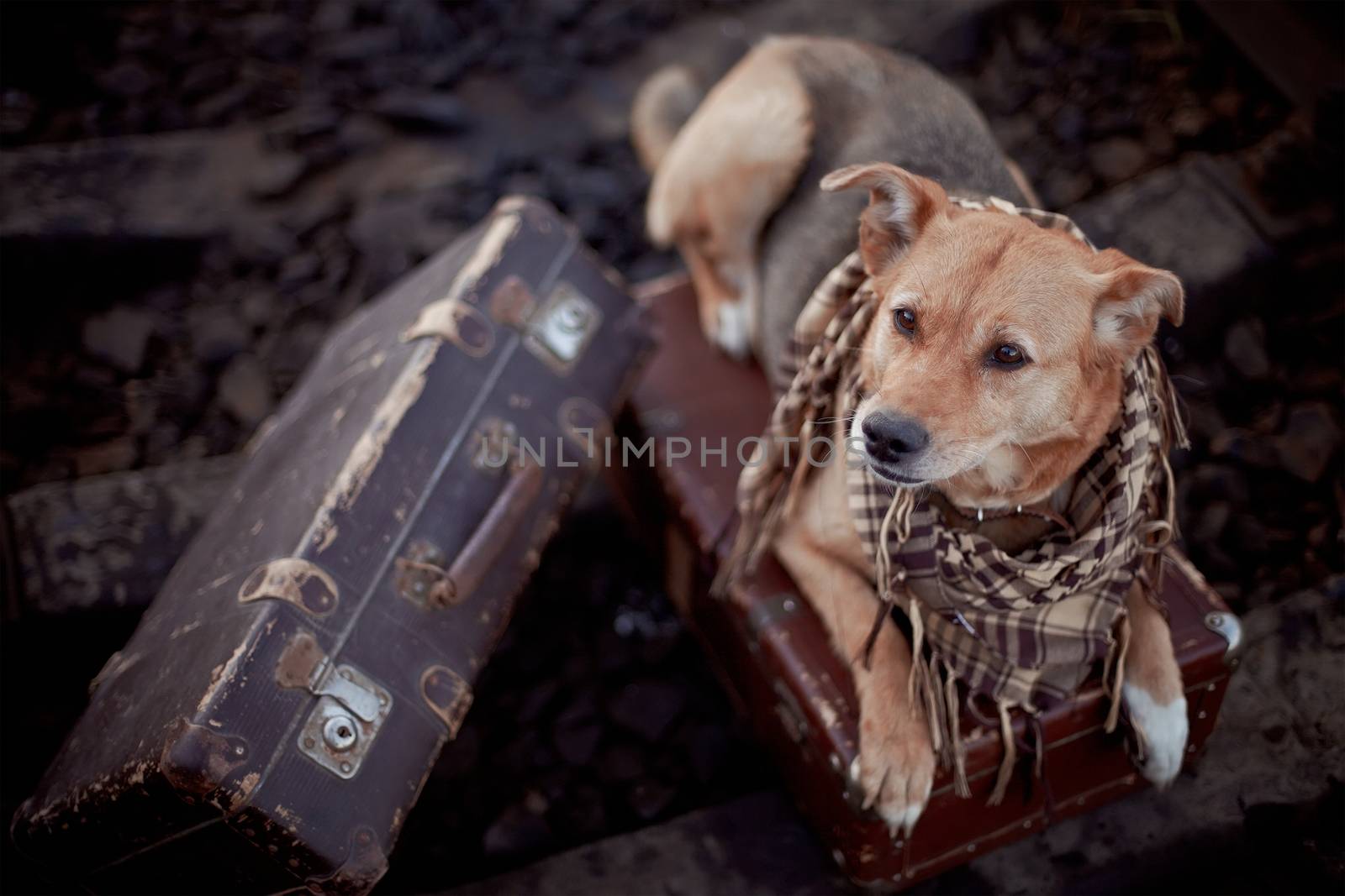 Dog on rails with suitcases. The dog looks for the house. The dog waits for the owner. The lost dog. Mongrel on the road. Dog on rails. Dog with suitcases. Not purebred dog on the road. Traveler. Vagrant dog. Tramp.