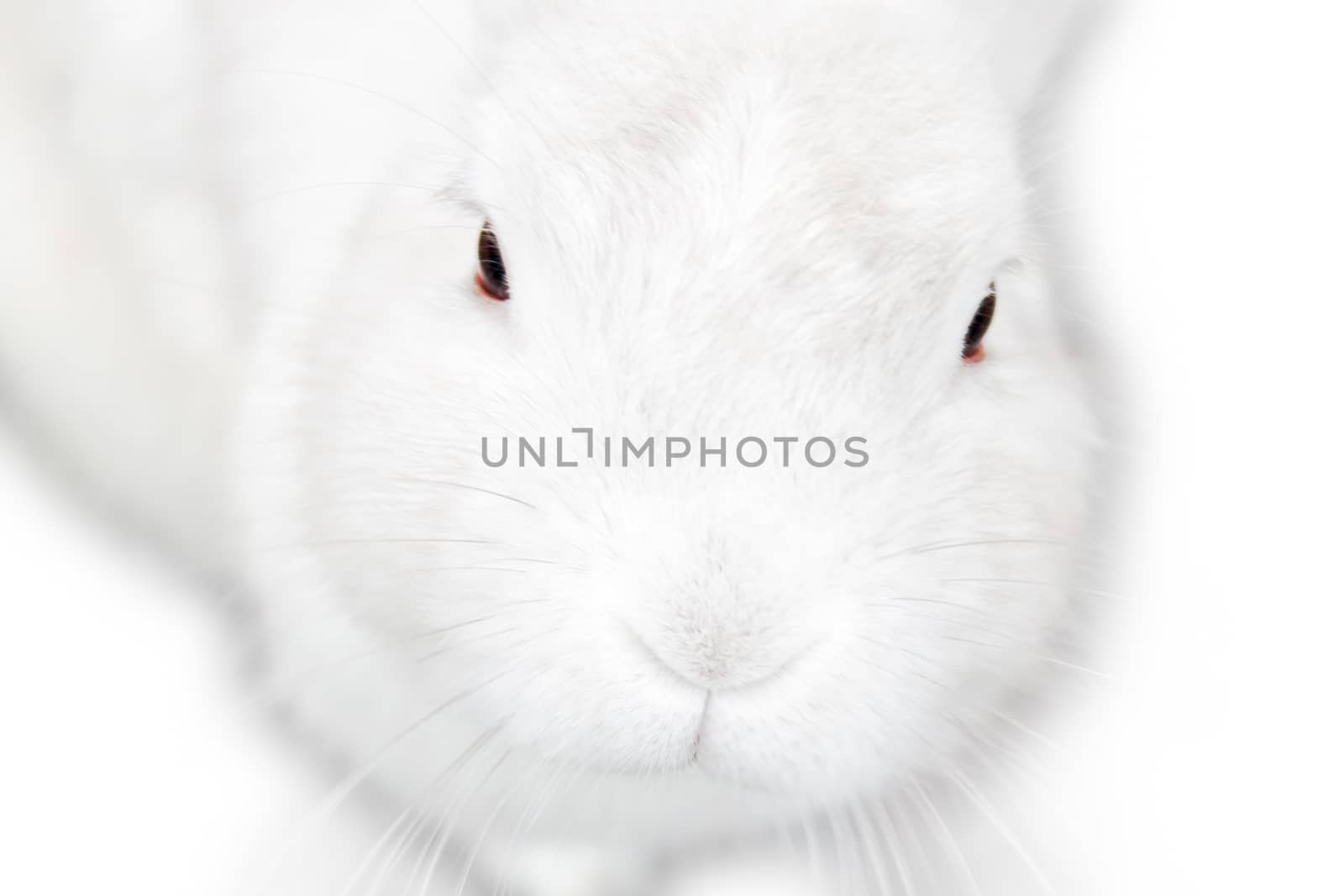 A pretty cute fluffy isolated white bunny