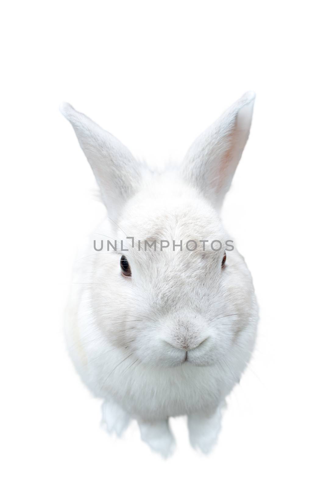 A pretty cute fluffy isolated white bunny