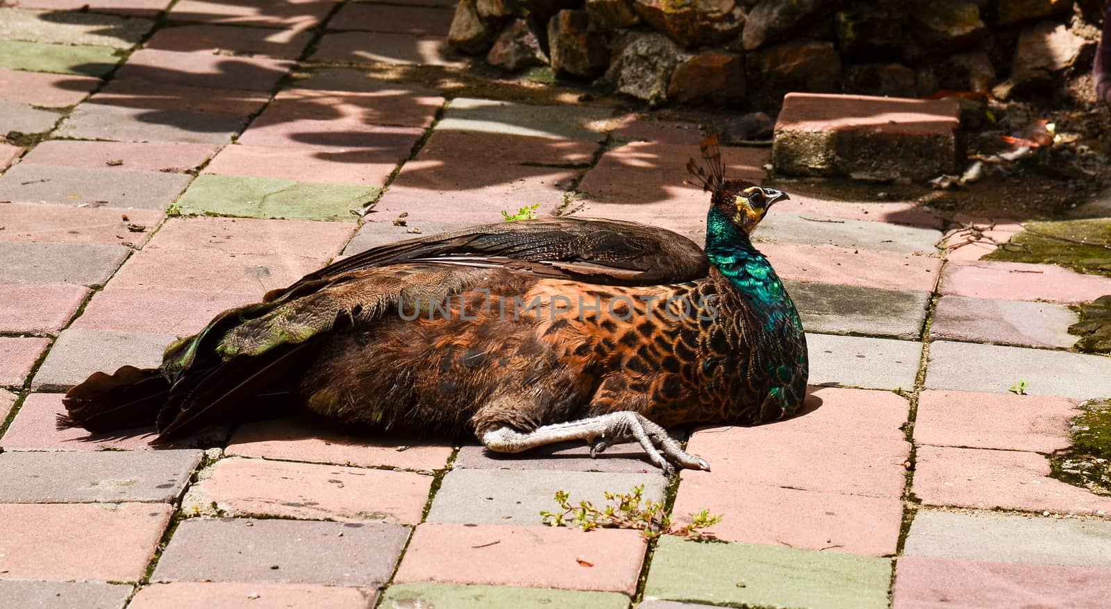 peacock by jengit