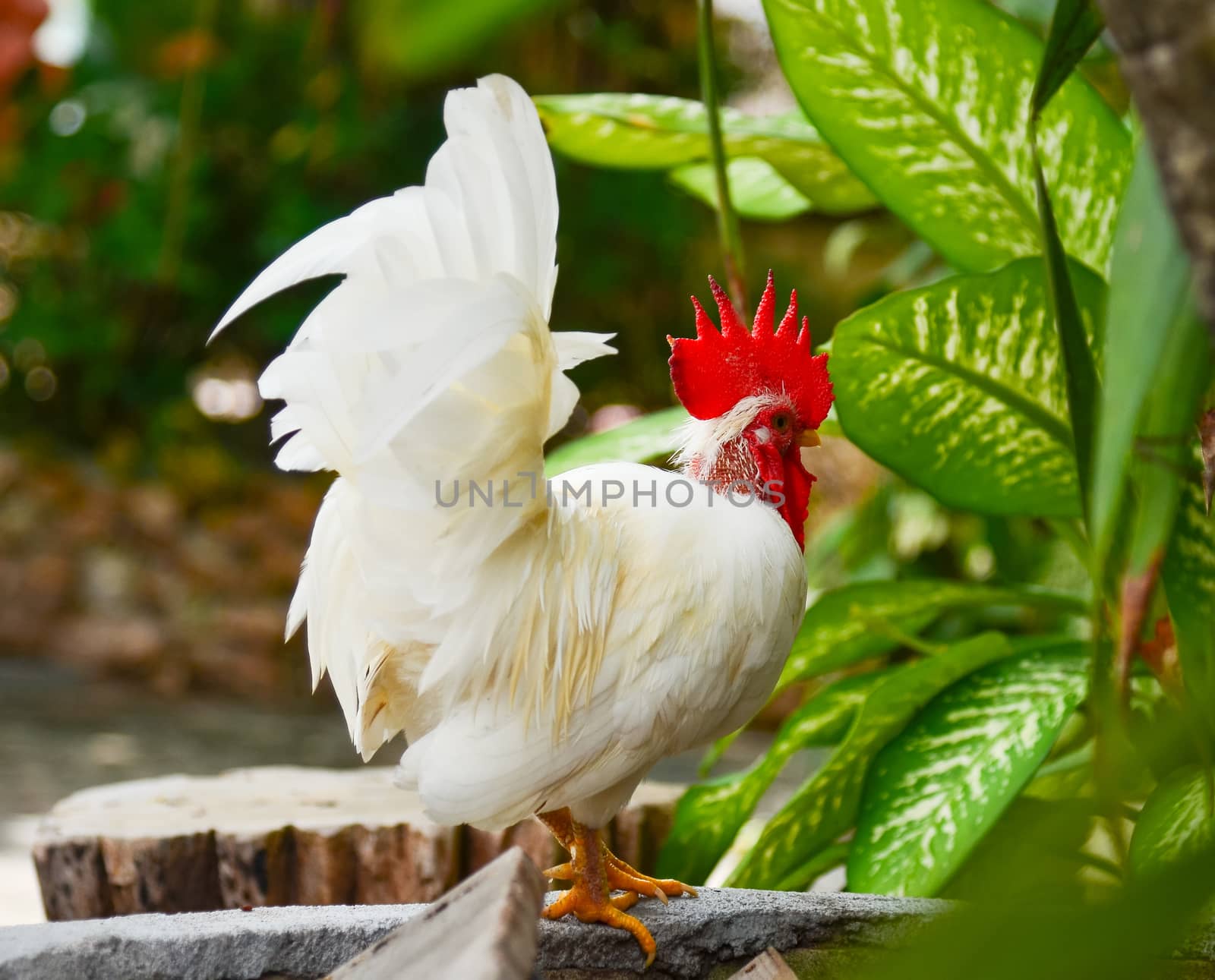 Thailand male chicken rooster