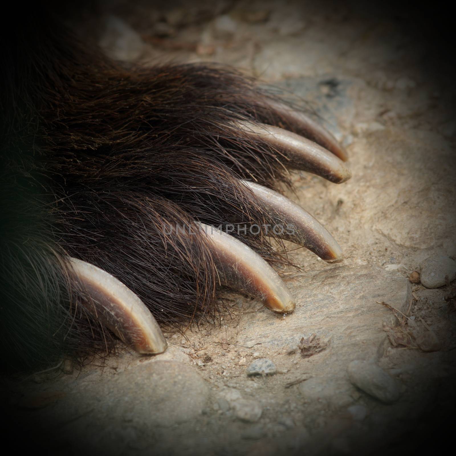 brown bear jaws by taviphoto