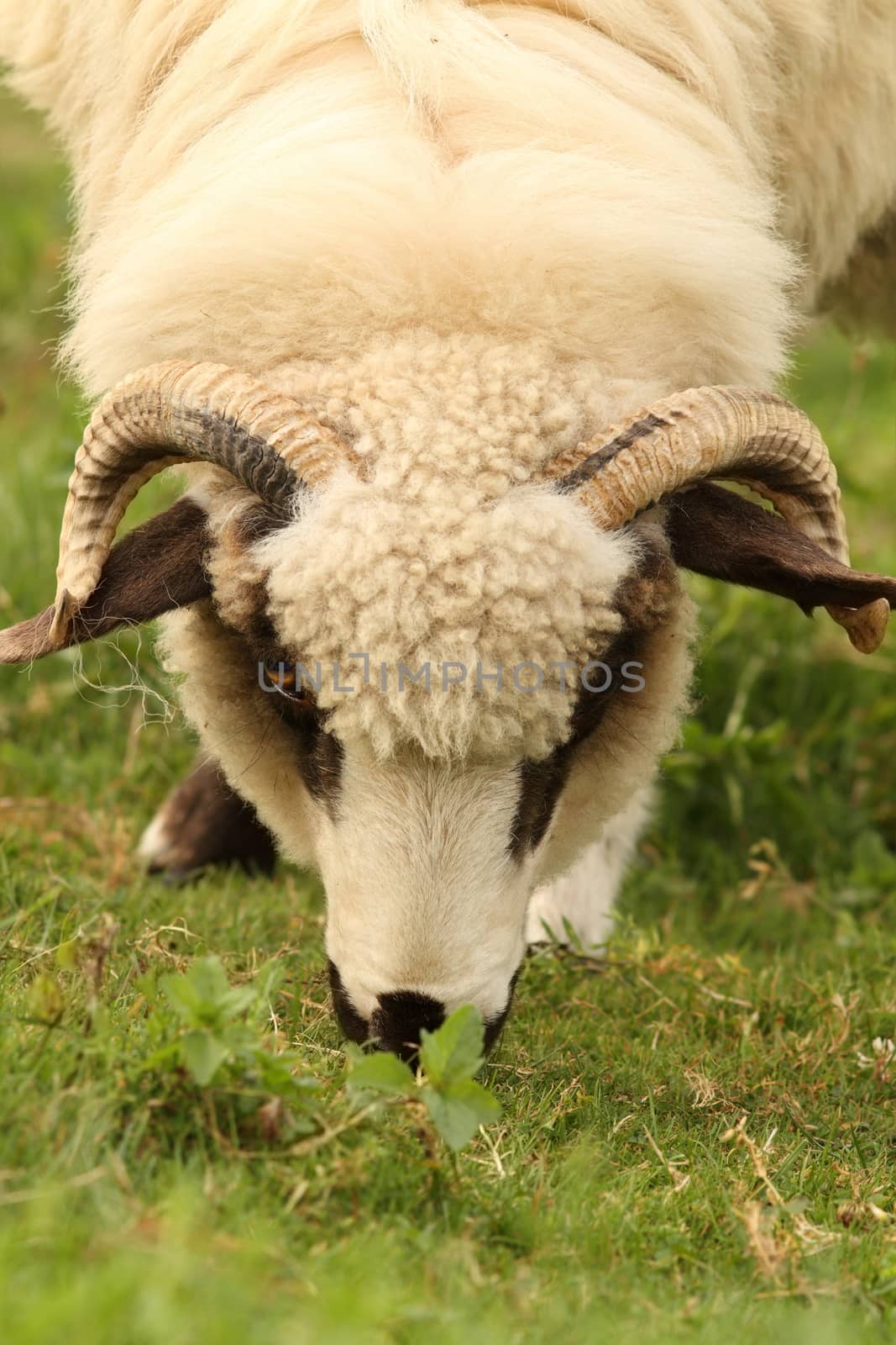 white sheep grazing in the farm yard on green lawn, closeup