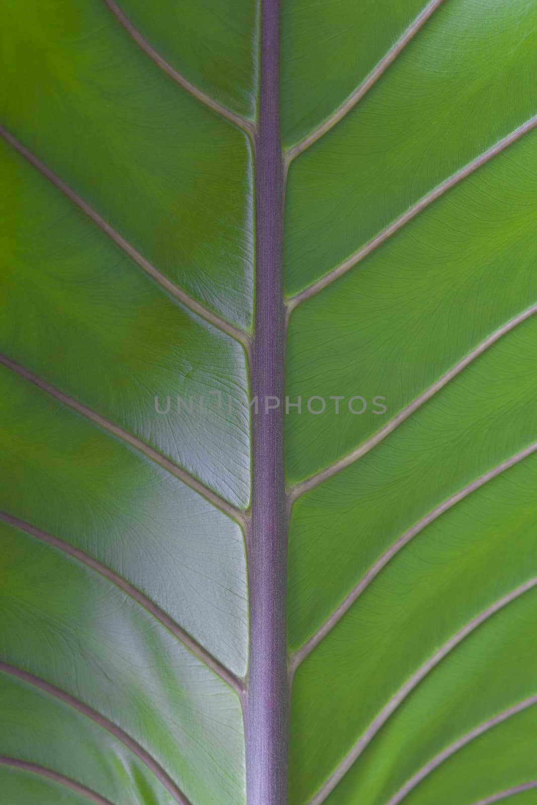 Leaf surface, leaves very large structures and fiber components of the leaves.