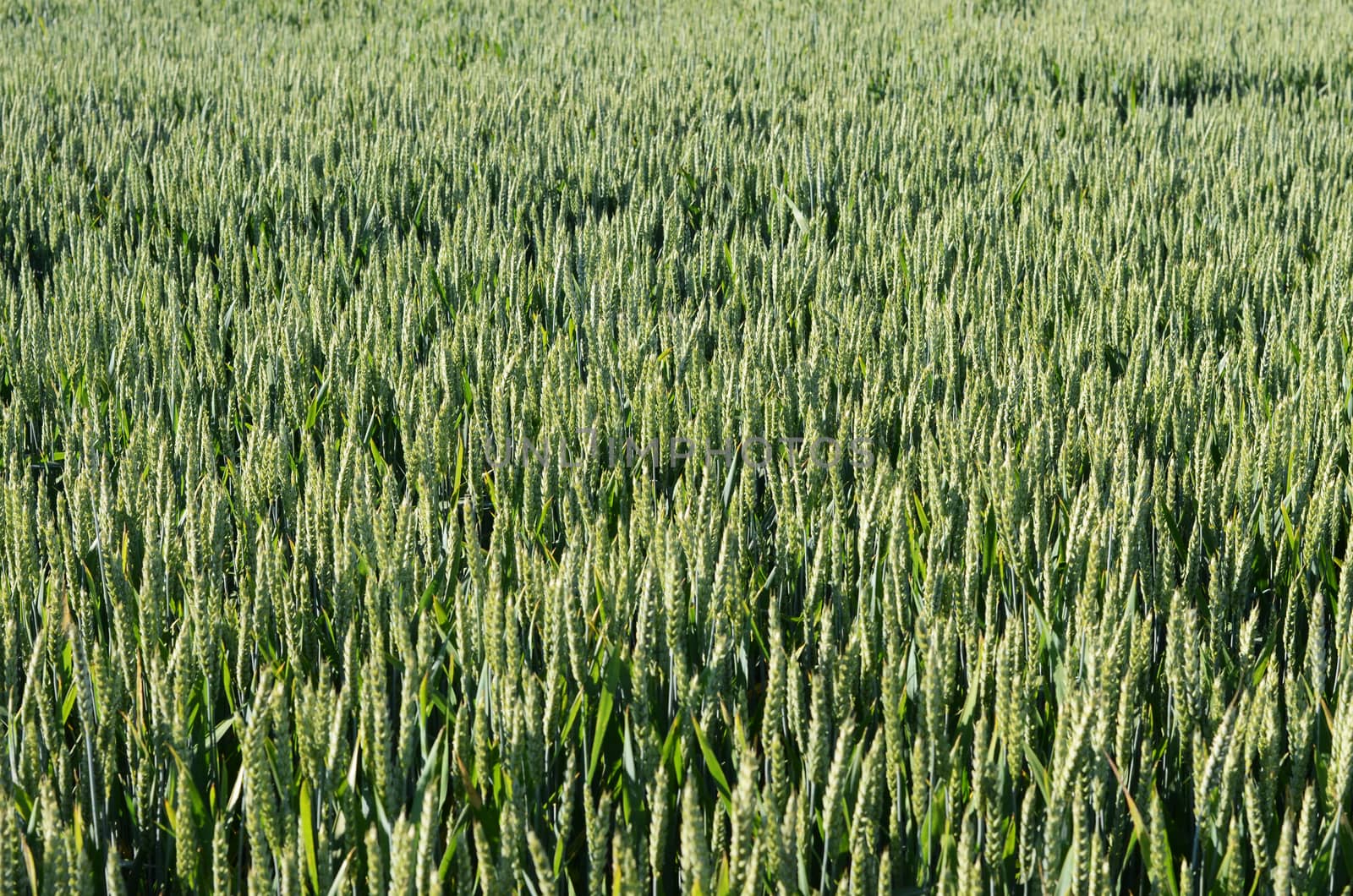 grain field