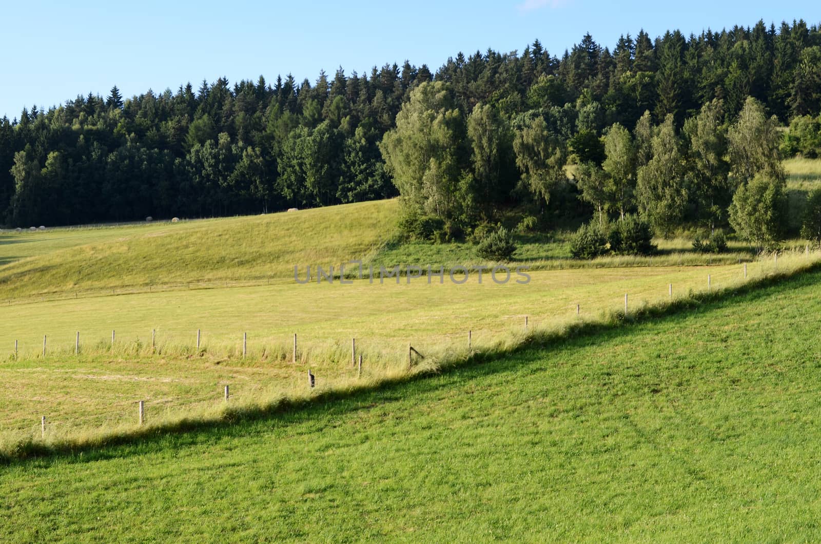 summer landscape