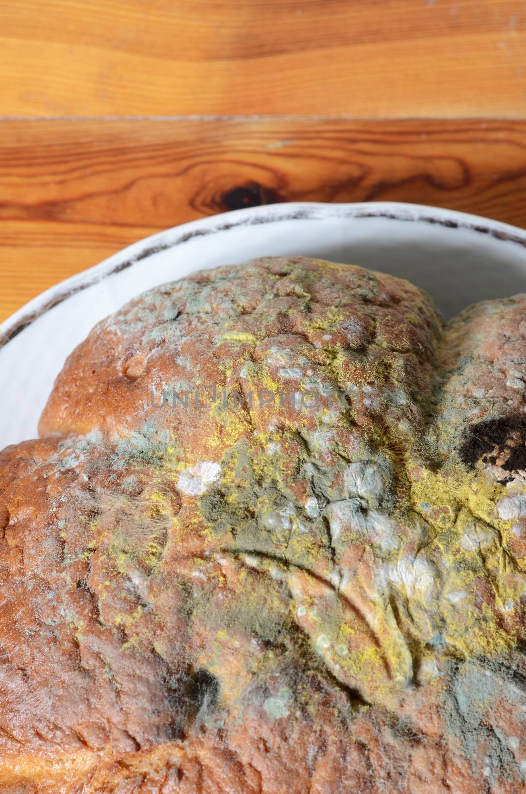 moldy bread