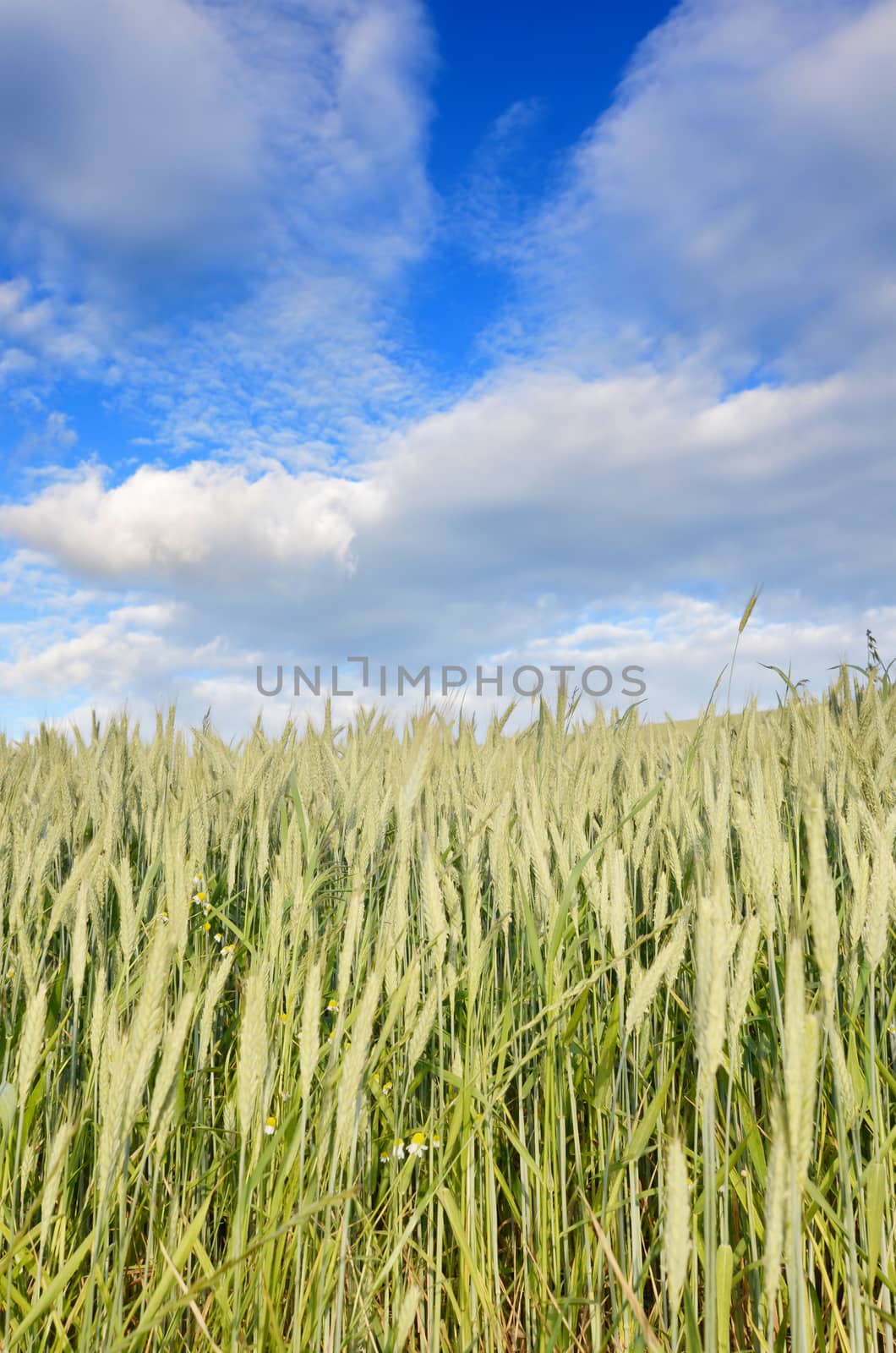 grain field by sarkao