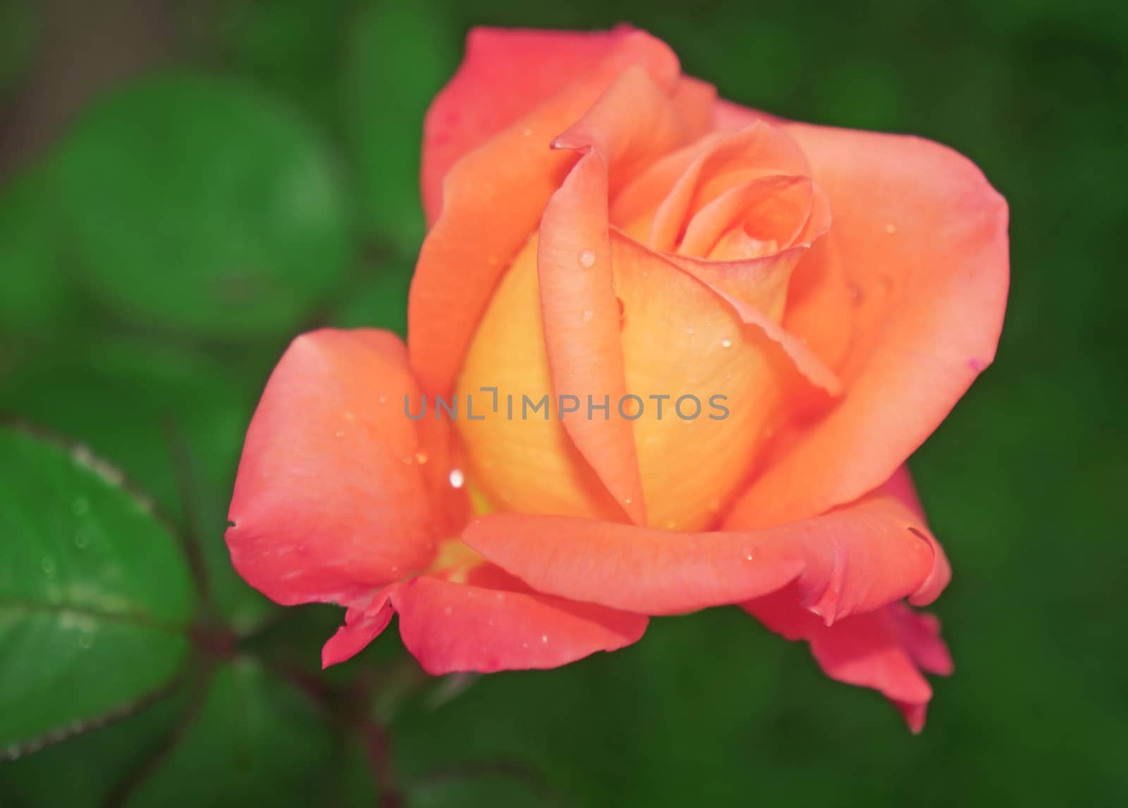 Beautiful flower light pink-yellow rose close-up                               