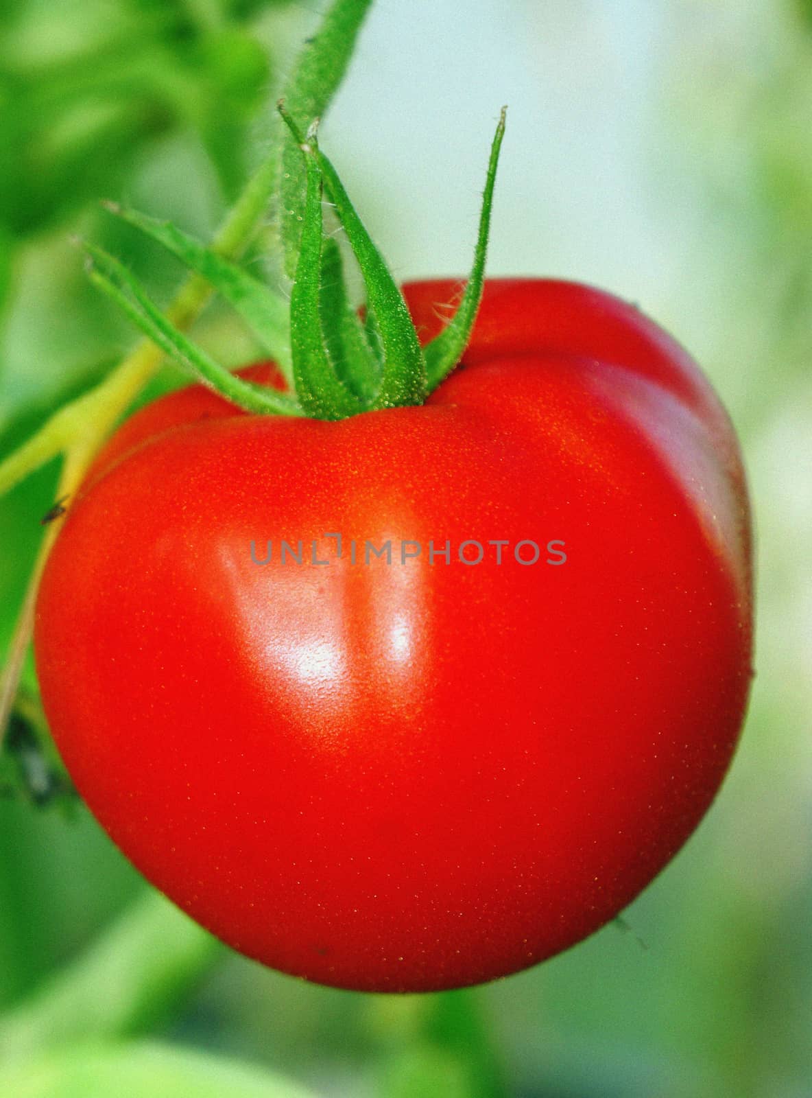 Huge tomato in a greenhouse close-up                               