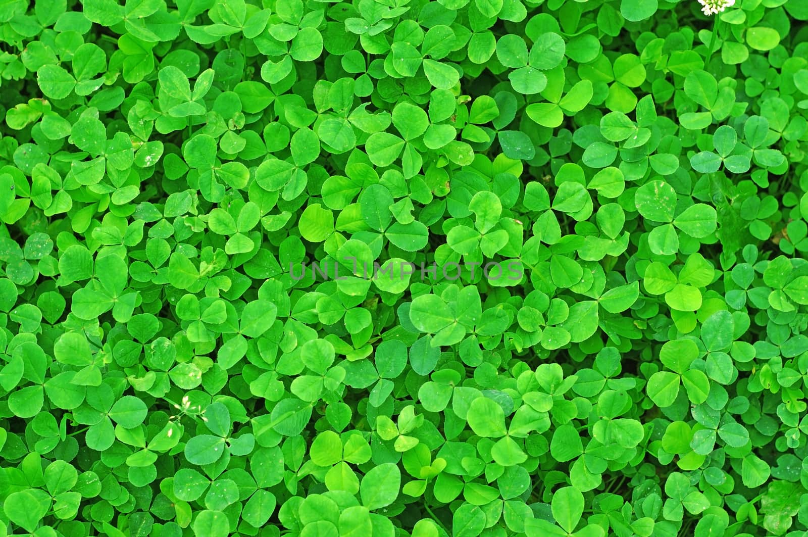 Young green clover in the rain drops as background                               