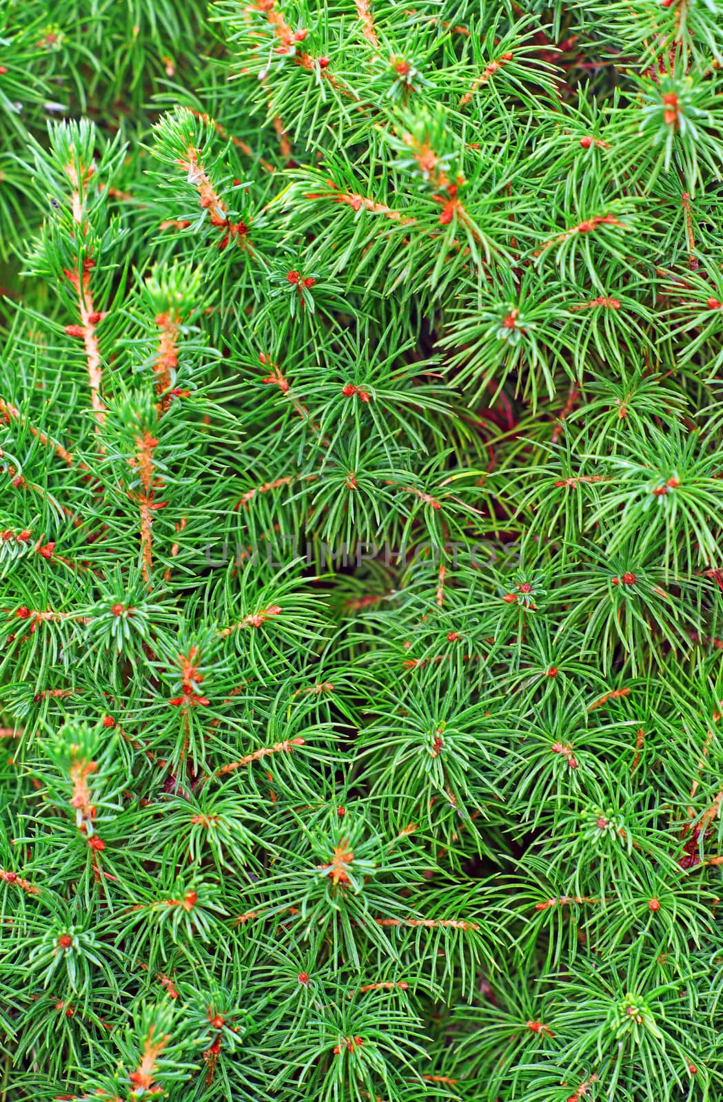 Juniper greens closeup as background                               