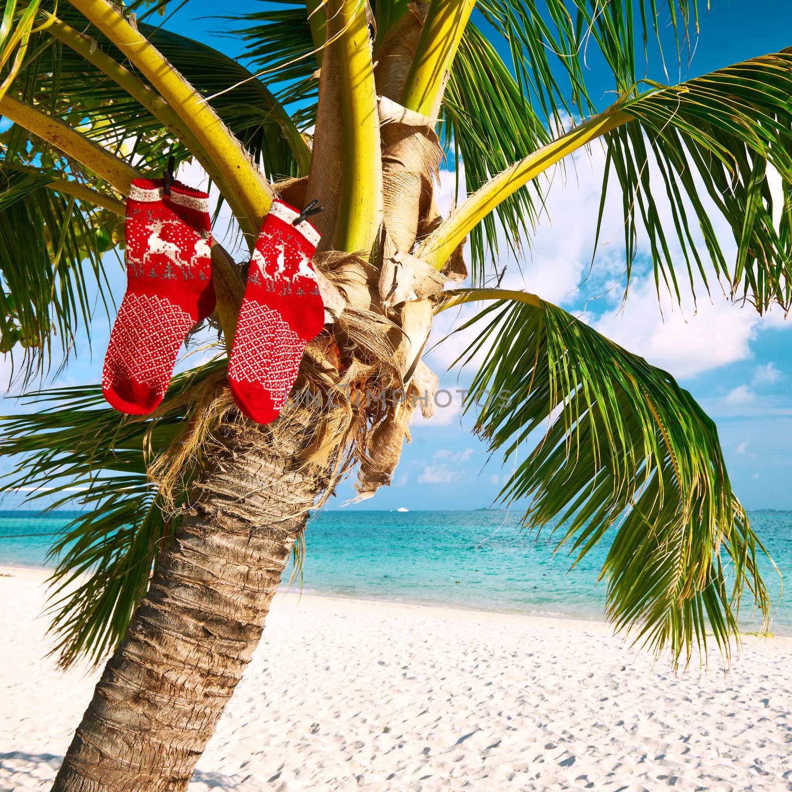 Beautiful beach with palm tree at christmas