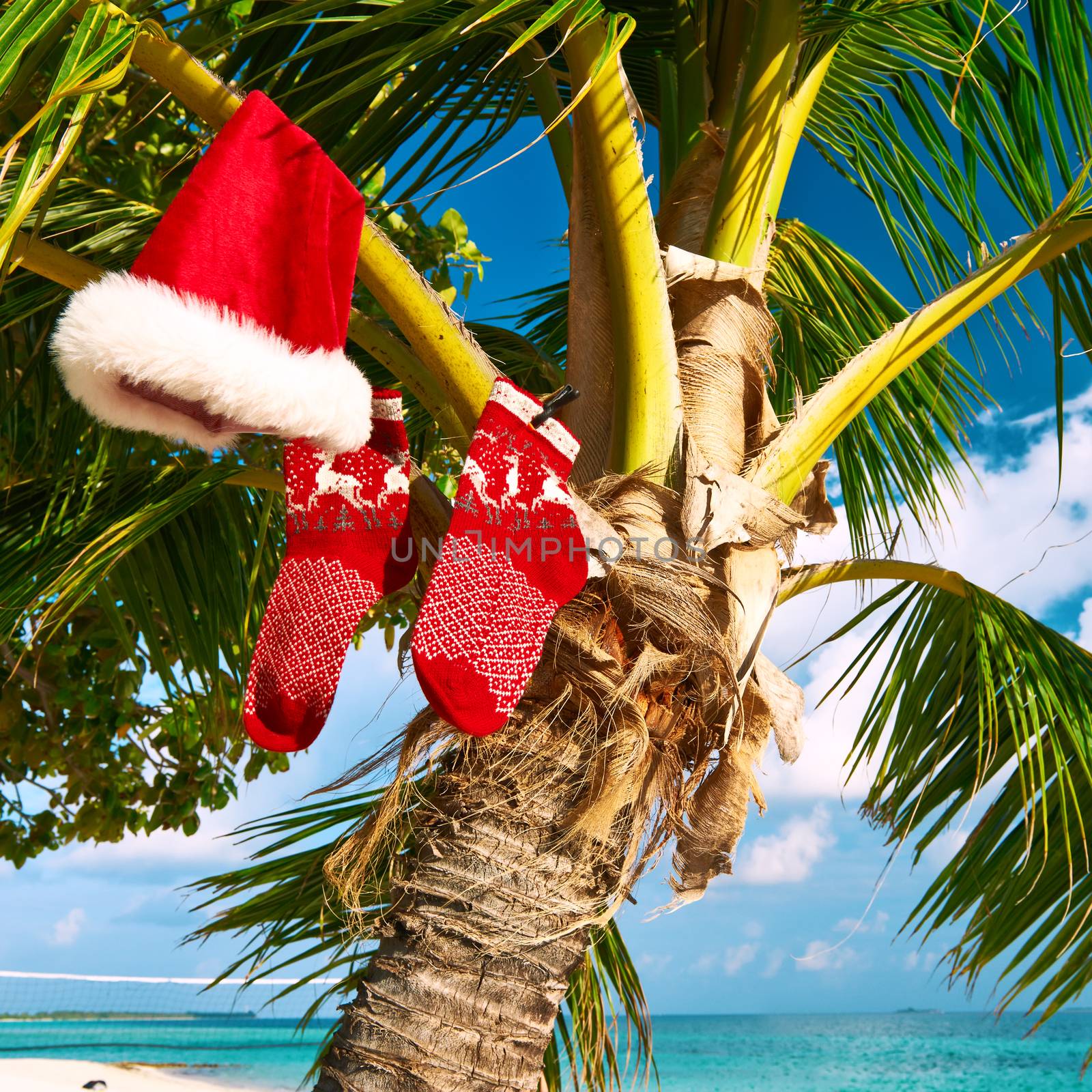 Beautiful beach with palm tree at christmas