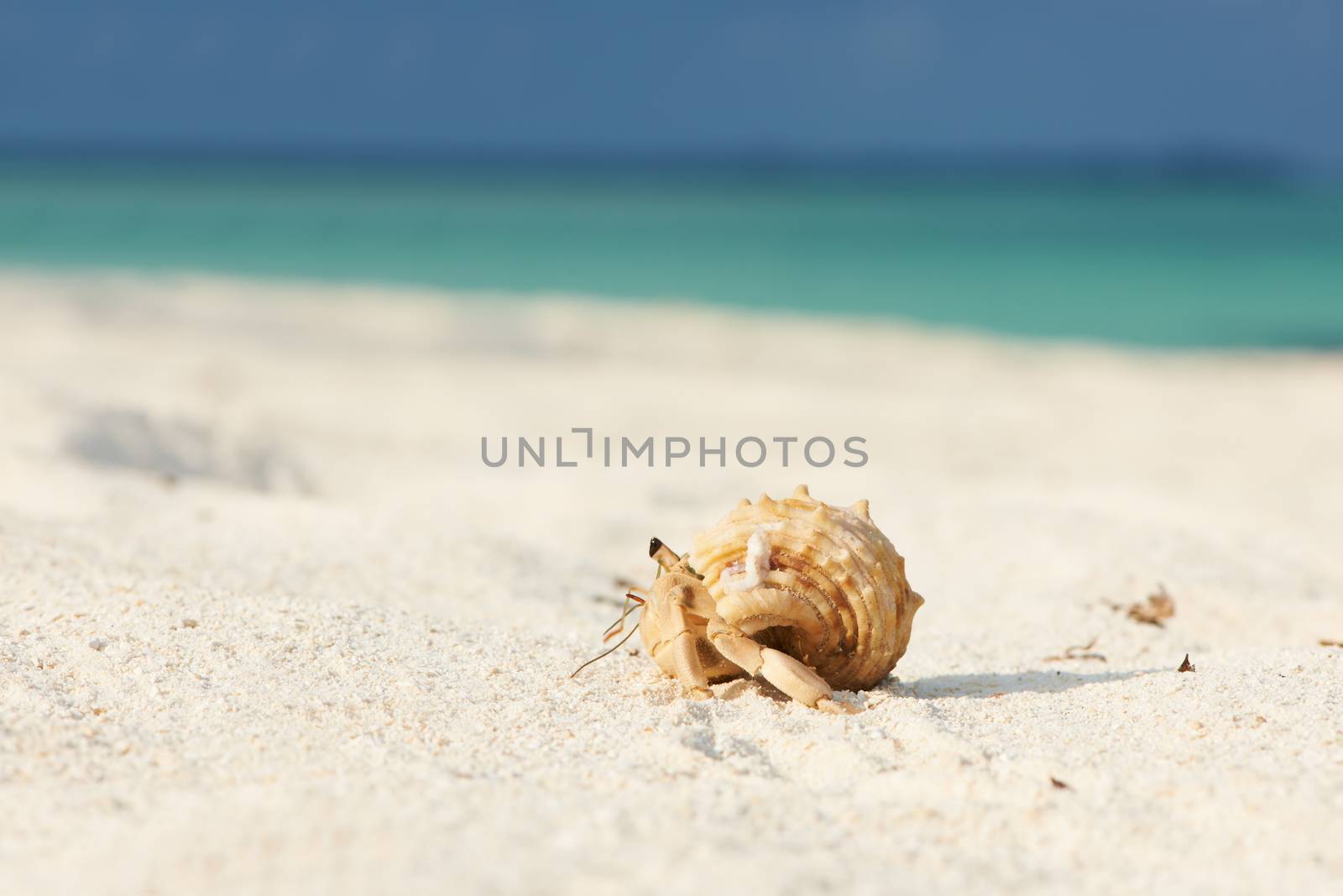 Hermit crab on beach at Maldives