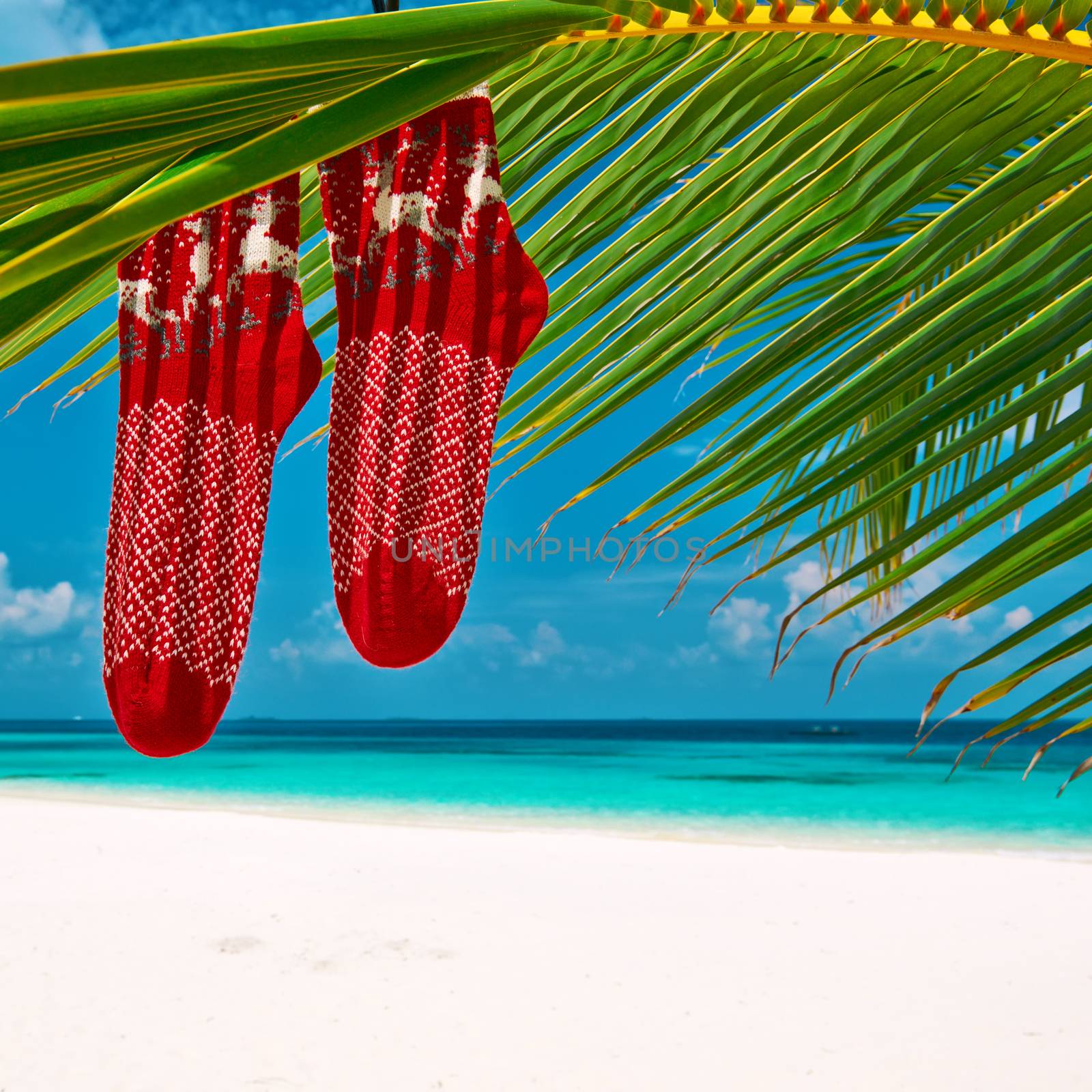 Beautiful beach with palm tree at christmas