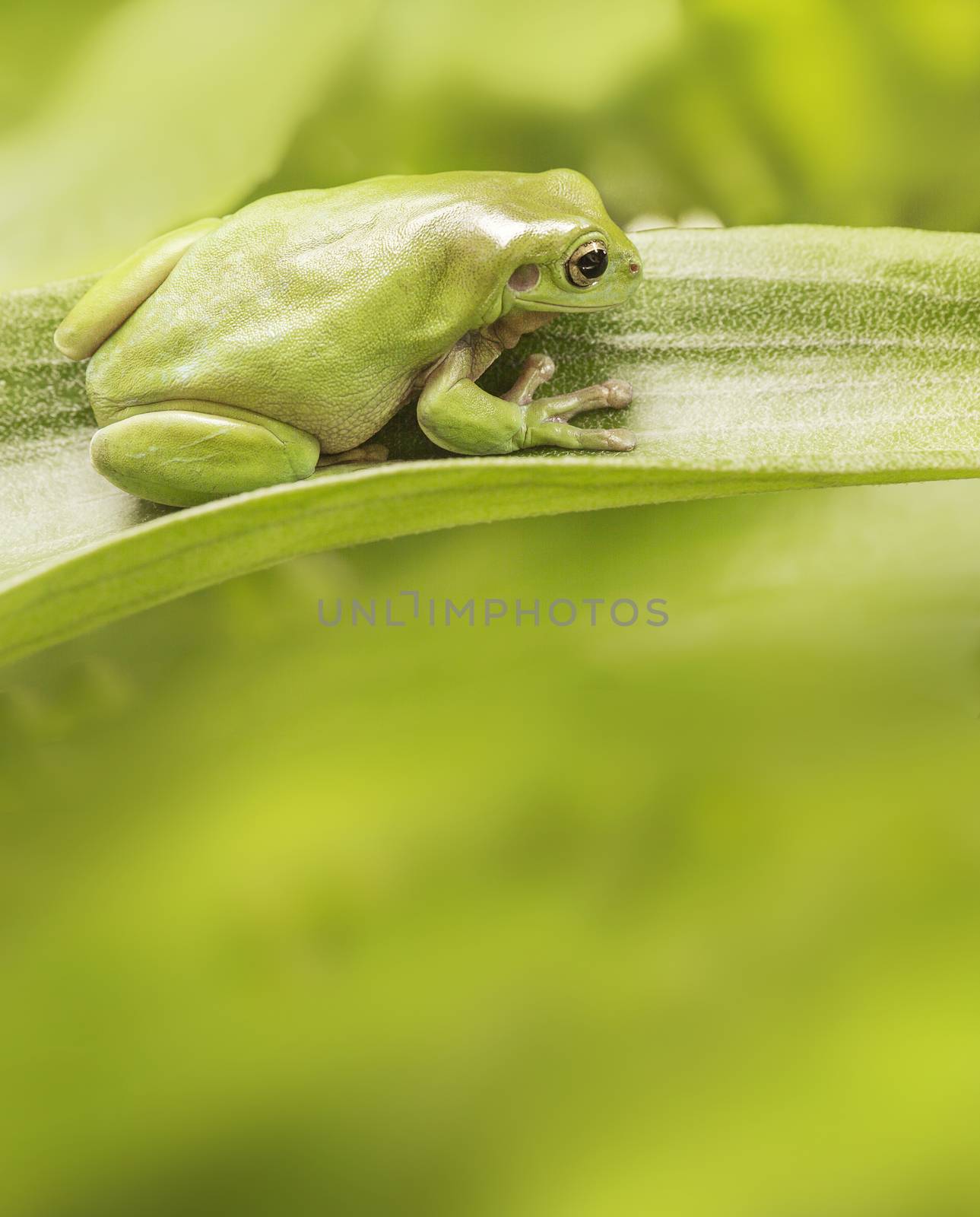 Australian Green Tree Frog on a leaf with copyspace.