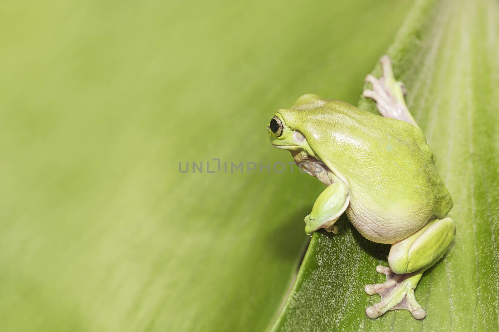 Australian Green Tree Frog by andrew_blue