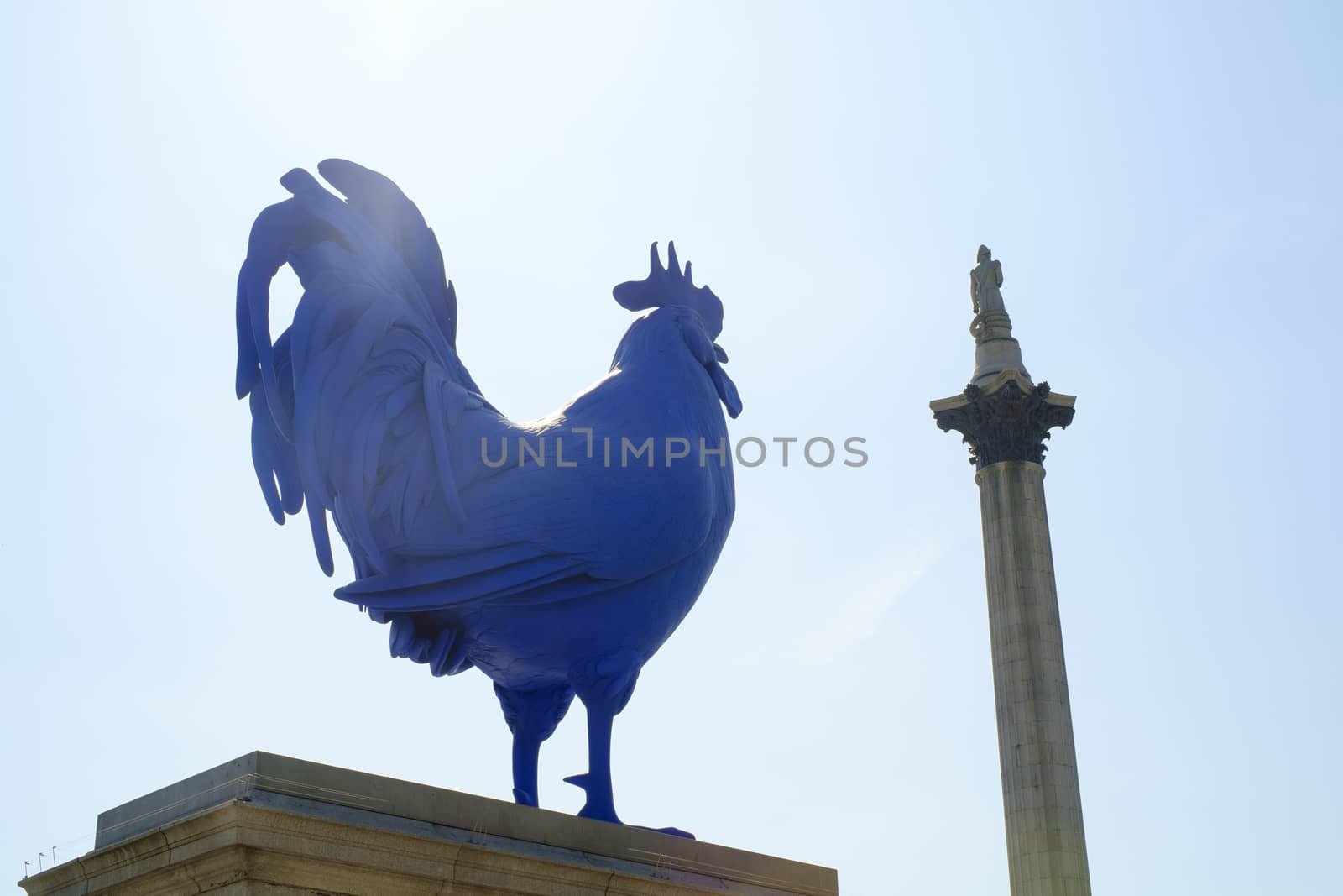 LONDON, UK - MAY 31: Katharina Fritsch's Hahn/Cock artwork in the fourth plinth of Trafalgar Square. The piece was unveiled in July 2013, and will remain for 18 months. May 31, 2014 in London.