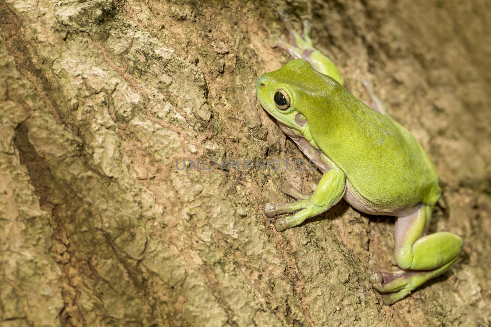 Australian Green Tree Frog on a tree.