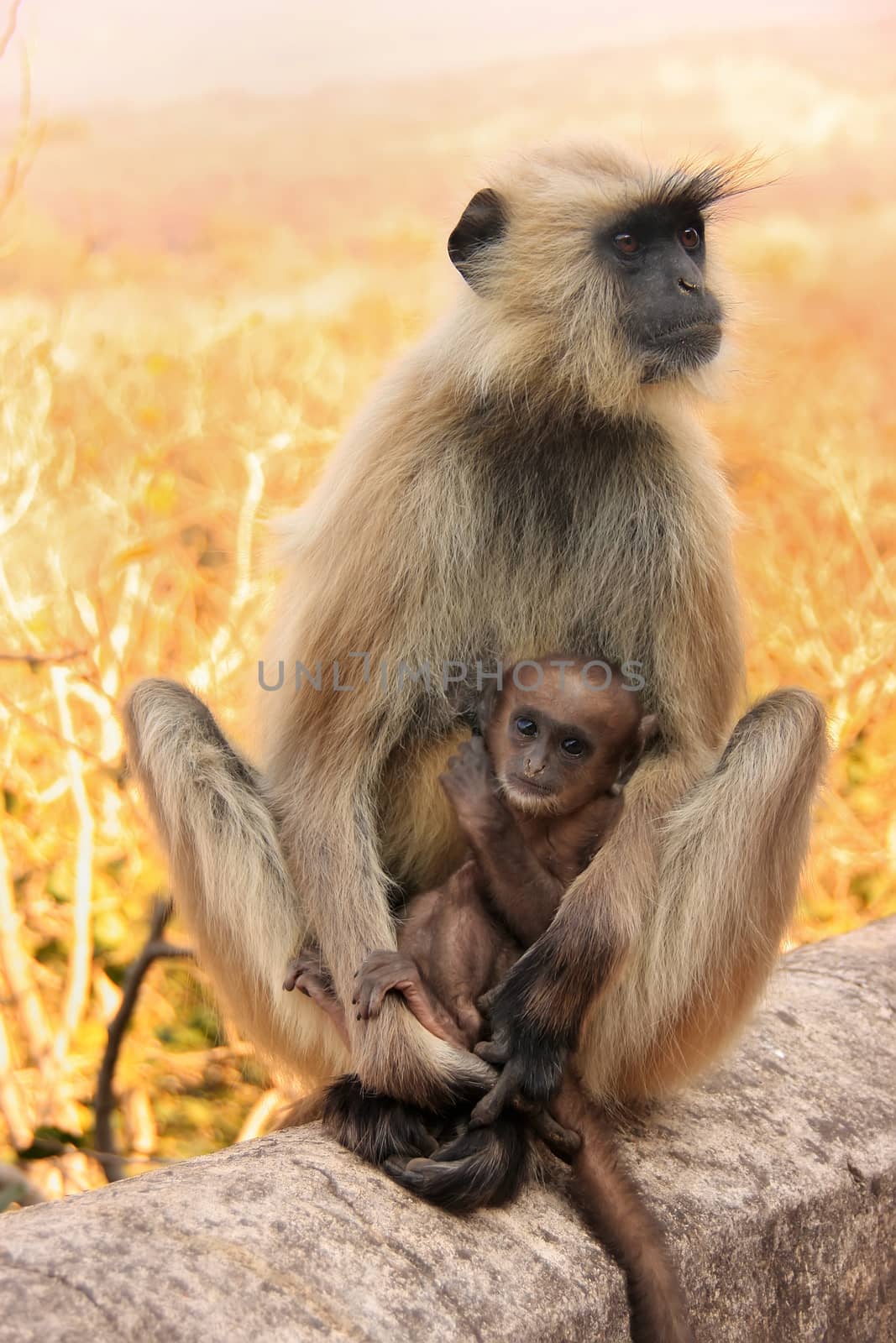 Gray langur (Semnopithecus dussumieri) with a baby sitting at Ranthambore Fort, Rajasthan, India