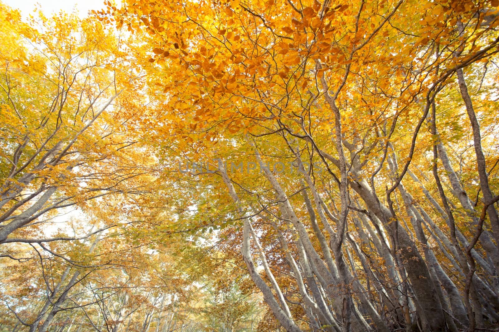 A wood in autumn, vertical picture