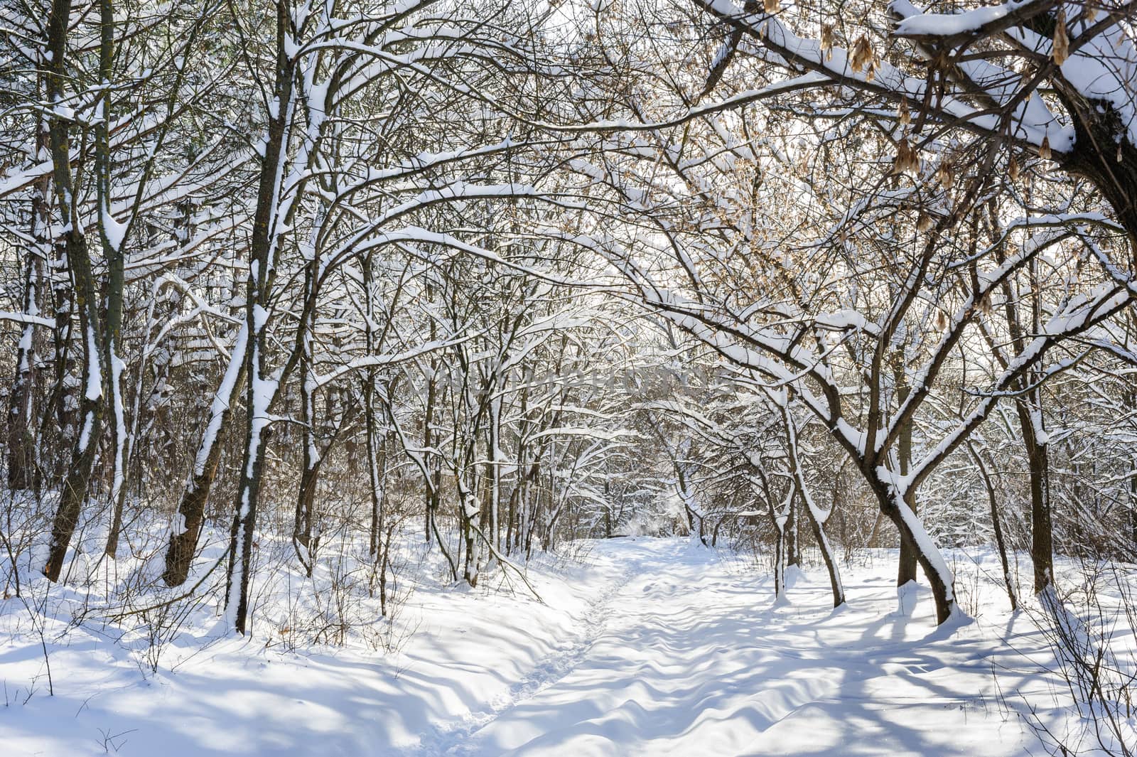 Trees covered with snow in frozen winter forest