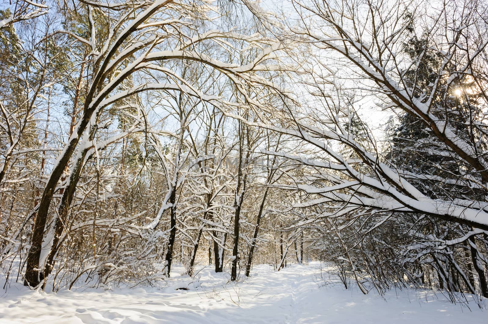 Trees covered with snow in frozen winter forest