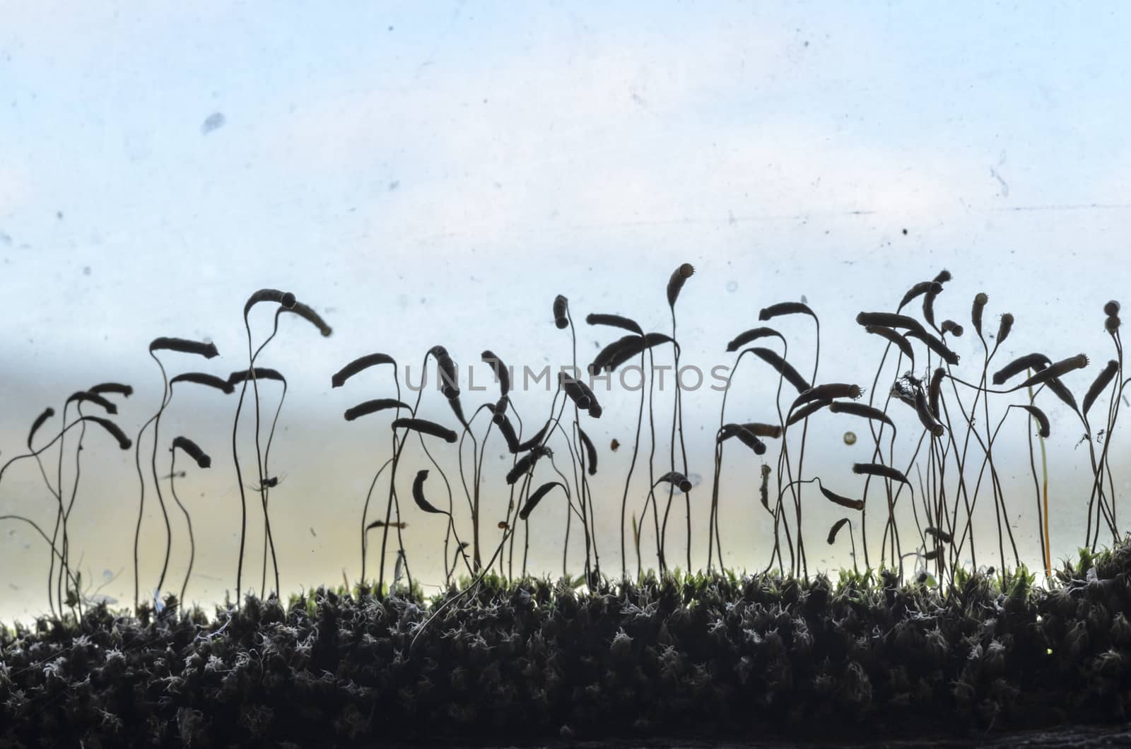 Abstract composition with moss and insects backlit.