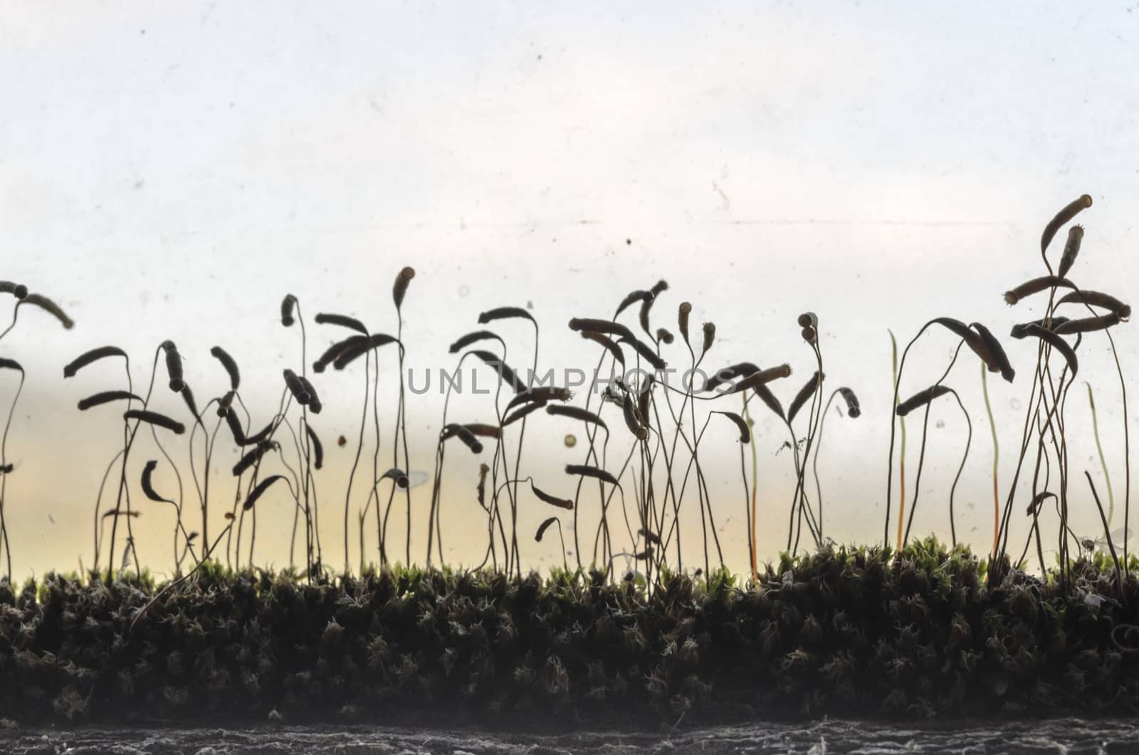 Abstract composition with moss and insects backlit.