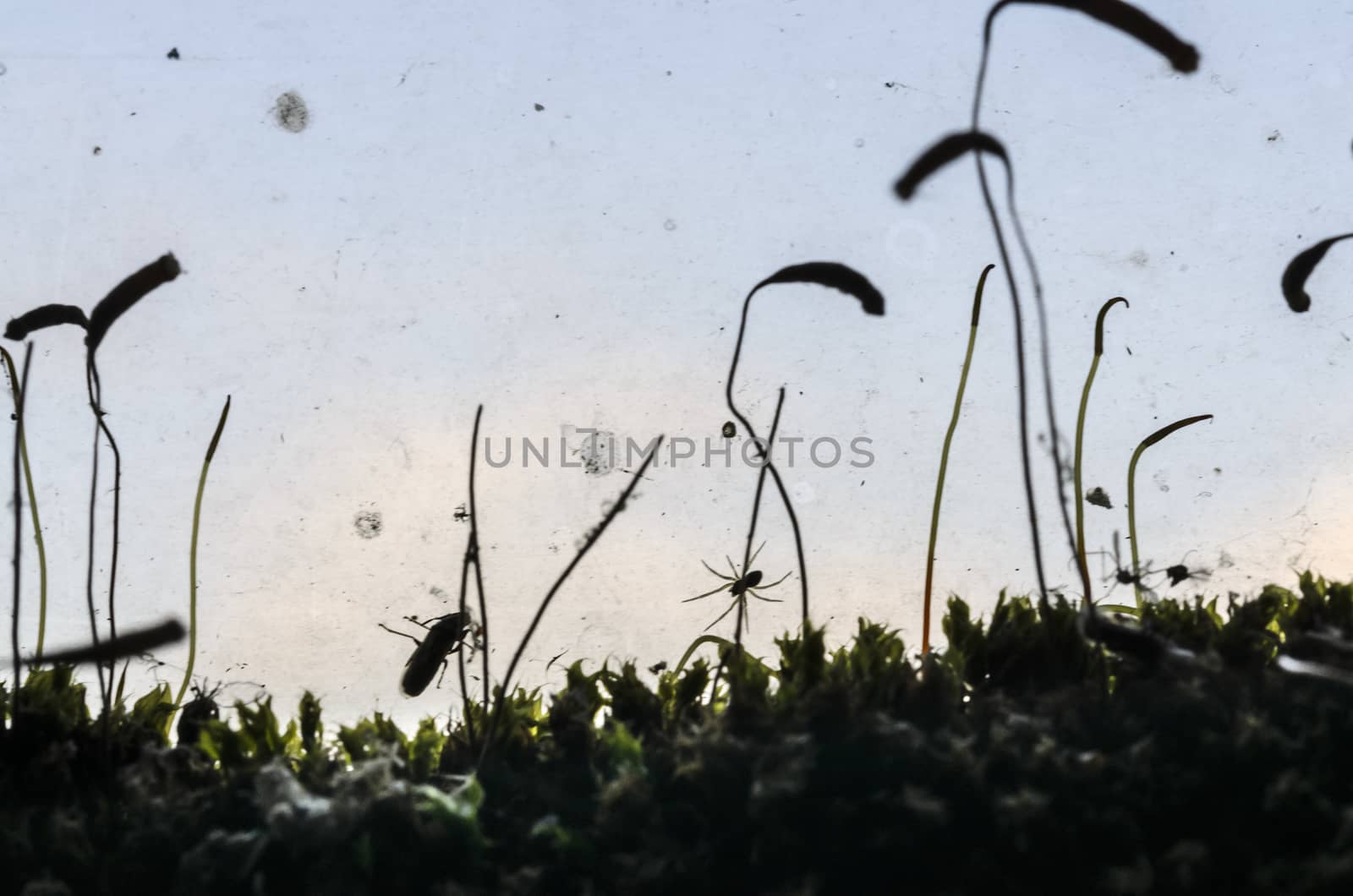Abstract composition with moss and insects backlit.