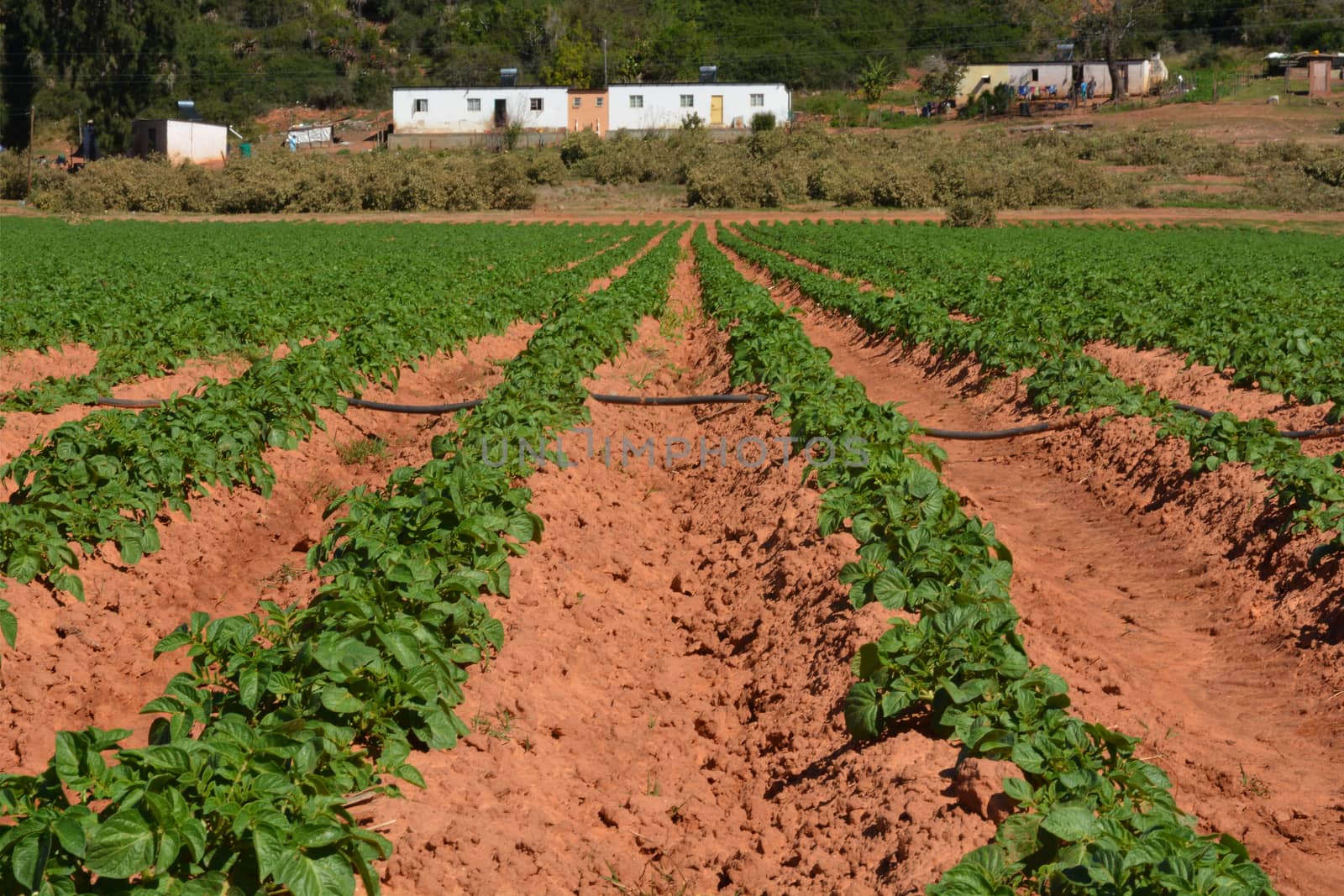 Newly planted potato field with an irrigation line running across the rows. Worker homes at the top in the background looking over the fields.