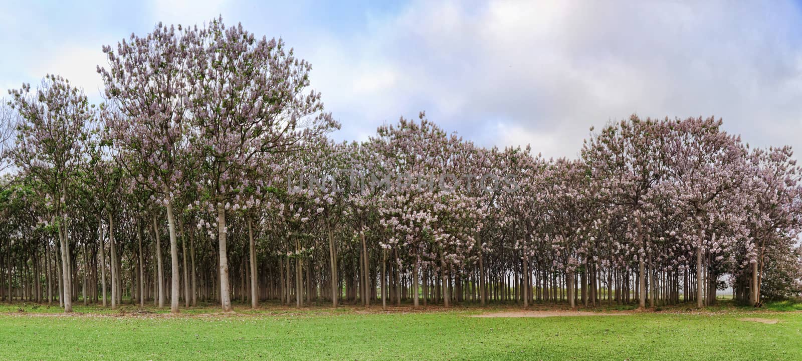 Pretty woodland of paulownia trees flowering in spring beside the park.  Flowers are 10���30 cm long, with a tubular corolla resembling a foxglove flower.  It is popular for roadside planting and as an ornamental tree.