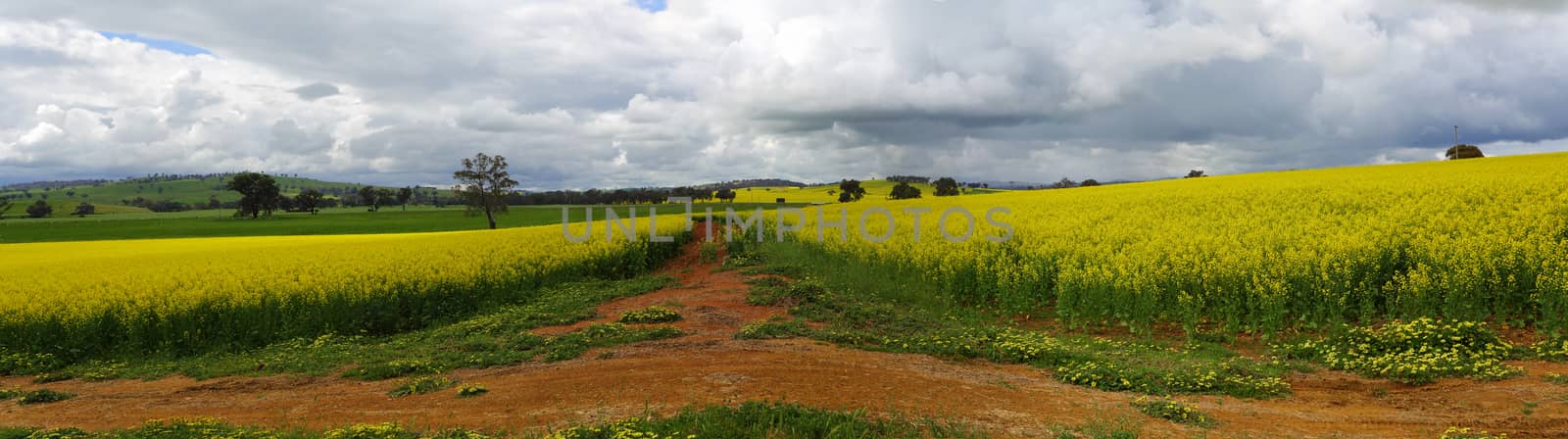 Green hills, golden crops and red earth by lovleah