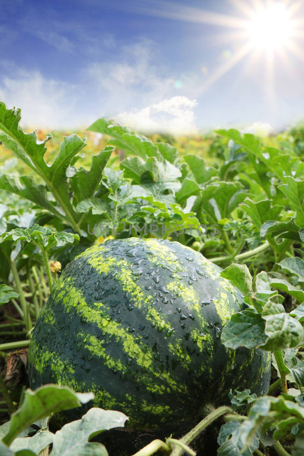 water mellon after rain