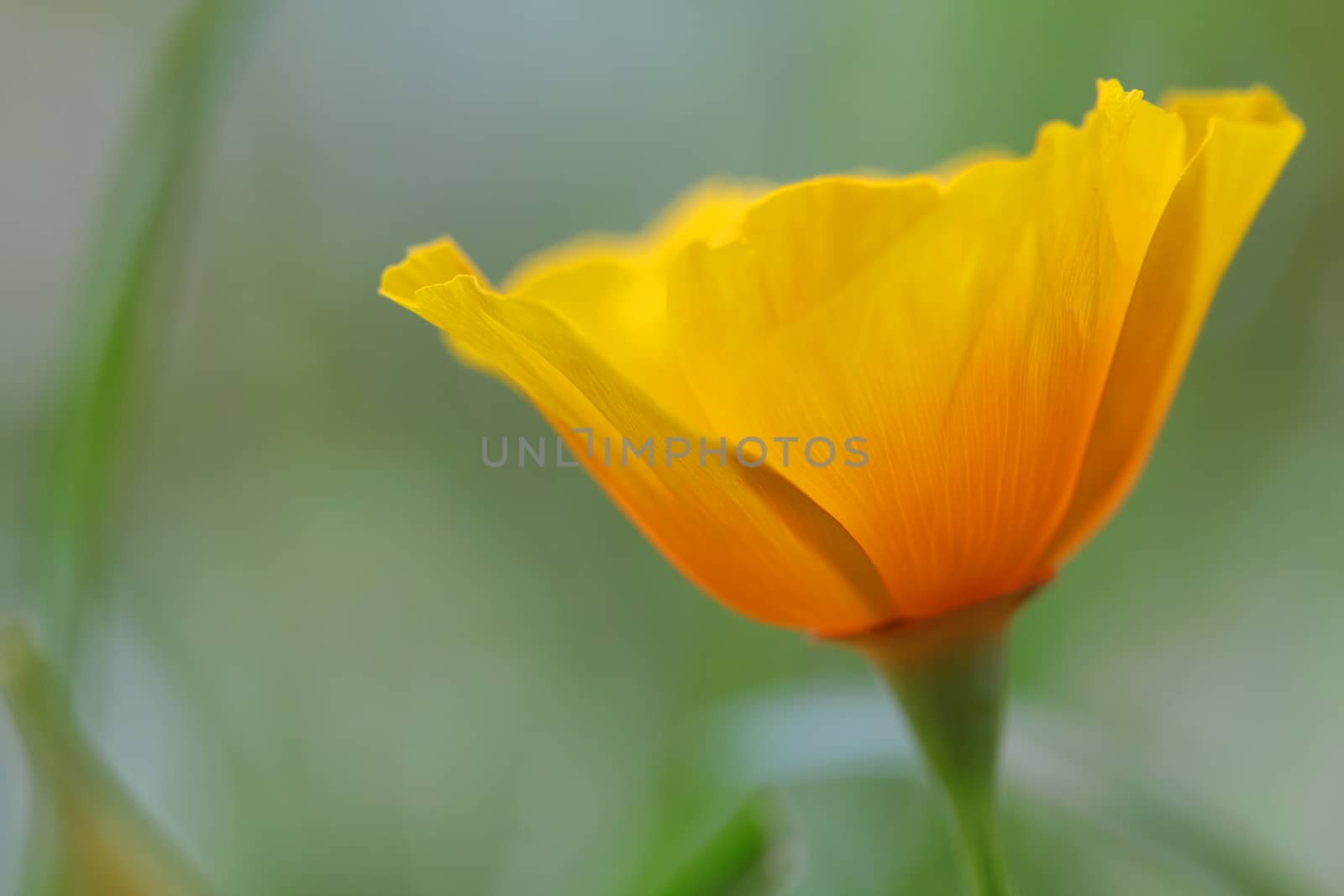 close up of california poppy flower