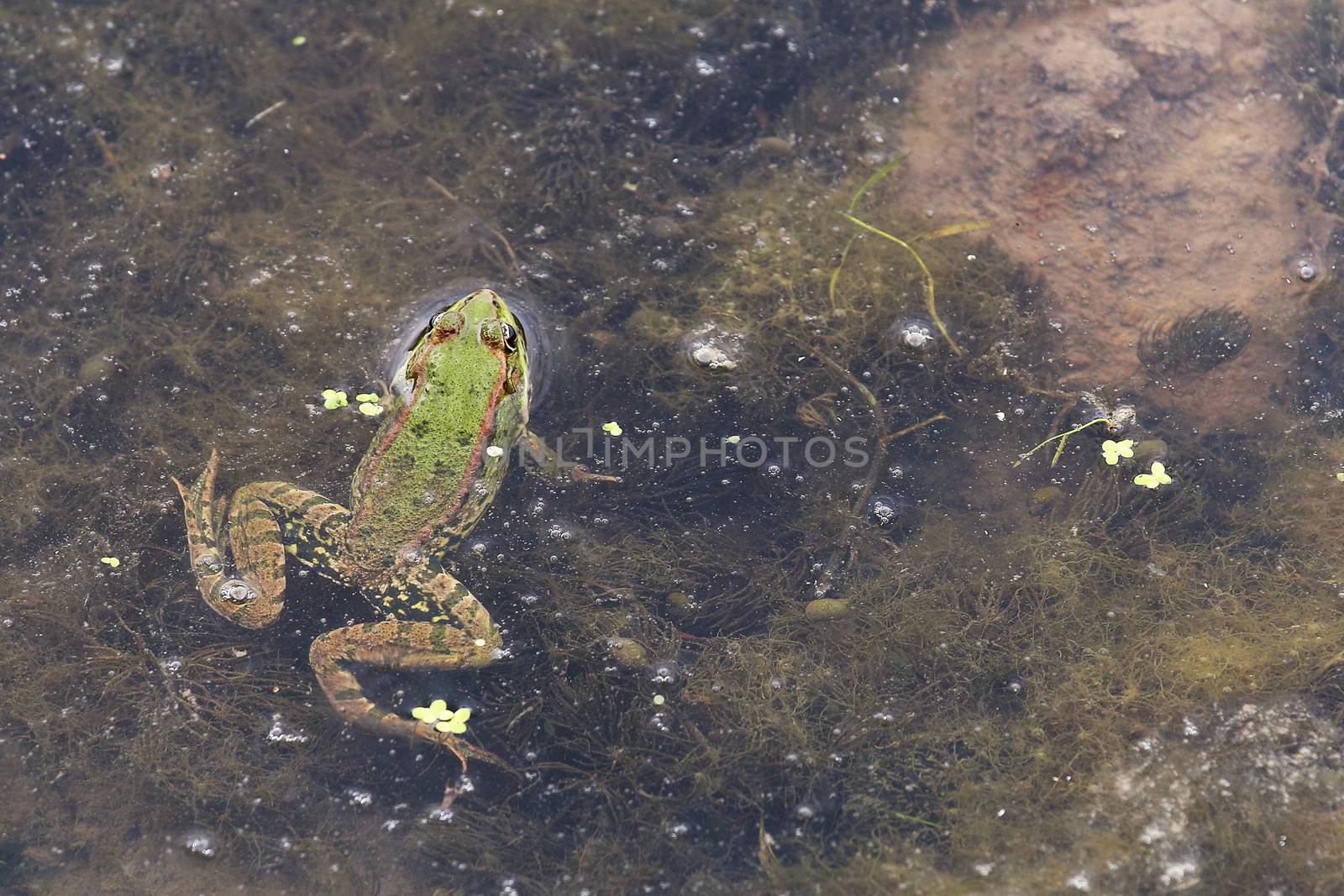Green Frog poking its head out of the water. 
