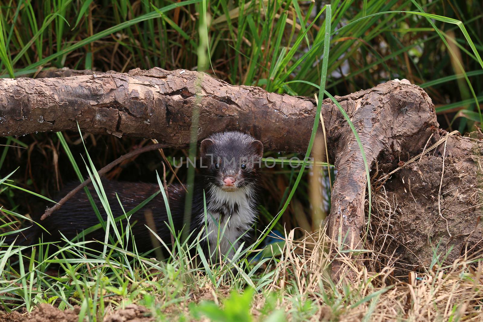 Polecat-coloured Ferret