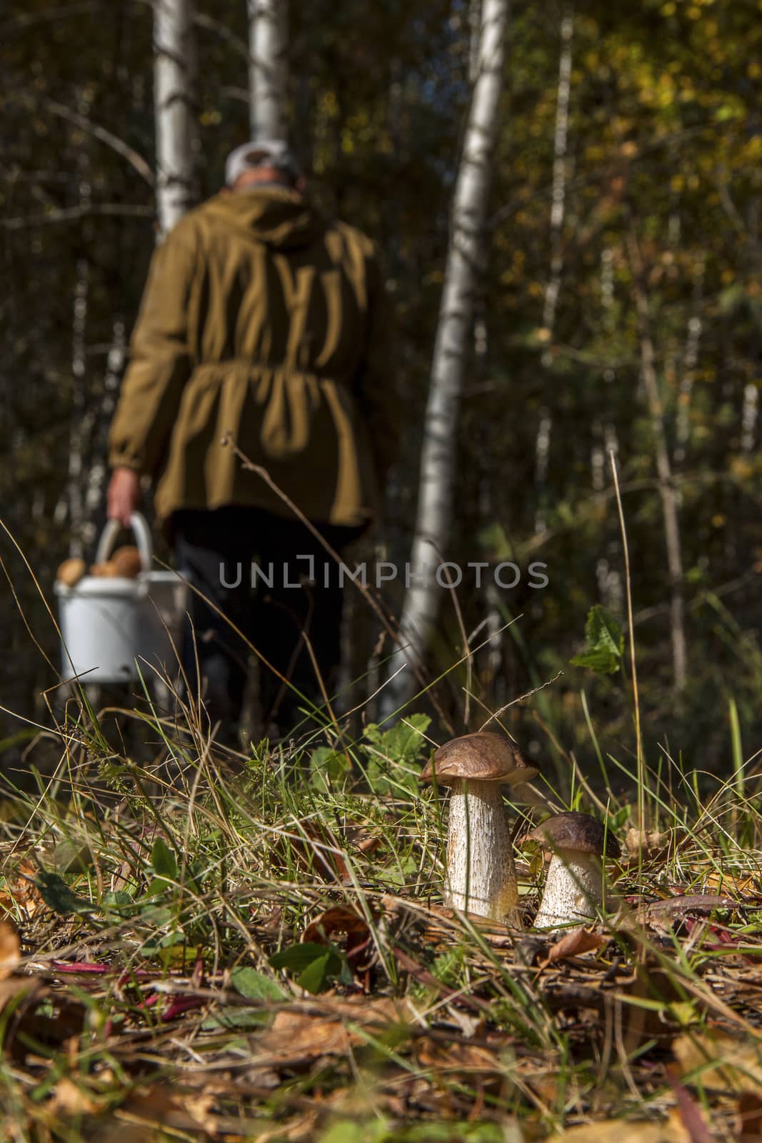 mushroom picker, who missed two boletus