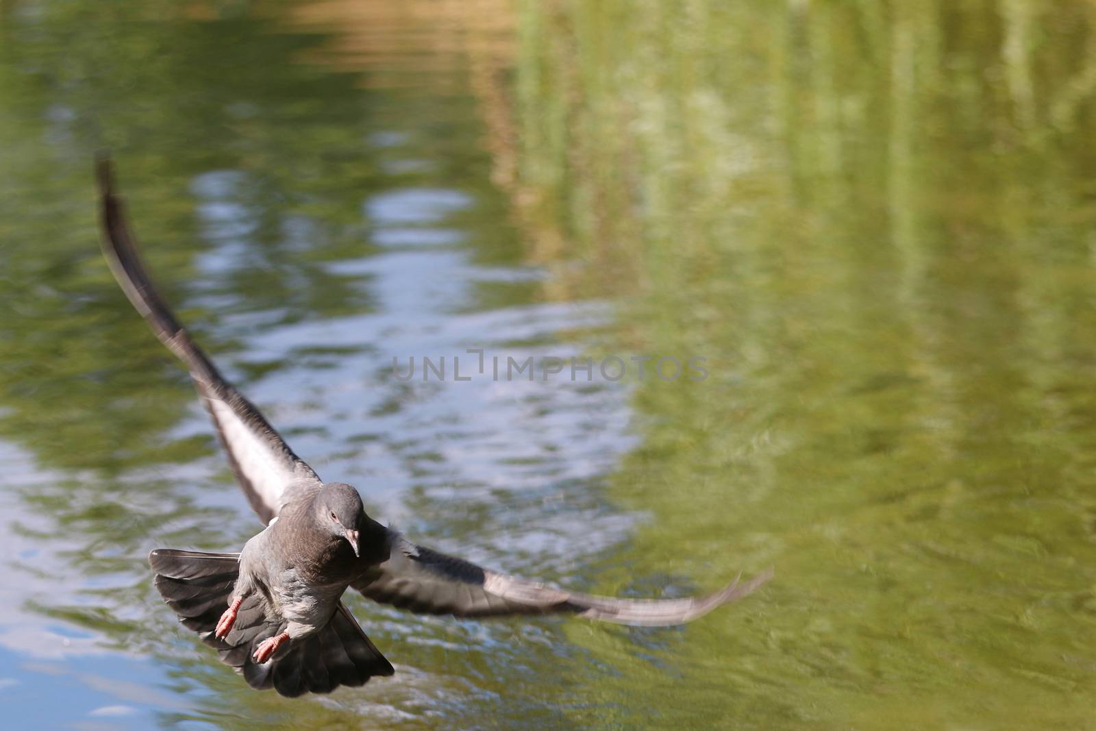 Wood pigeon, Columba palumbus, single bird in flight under water
