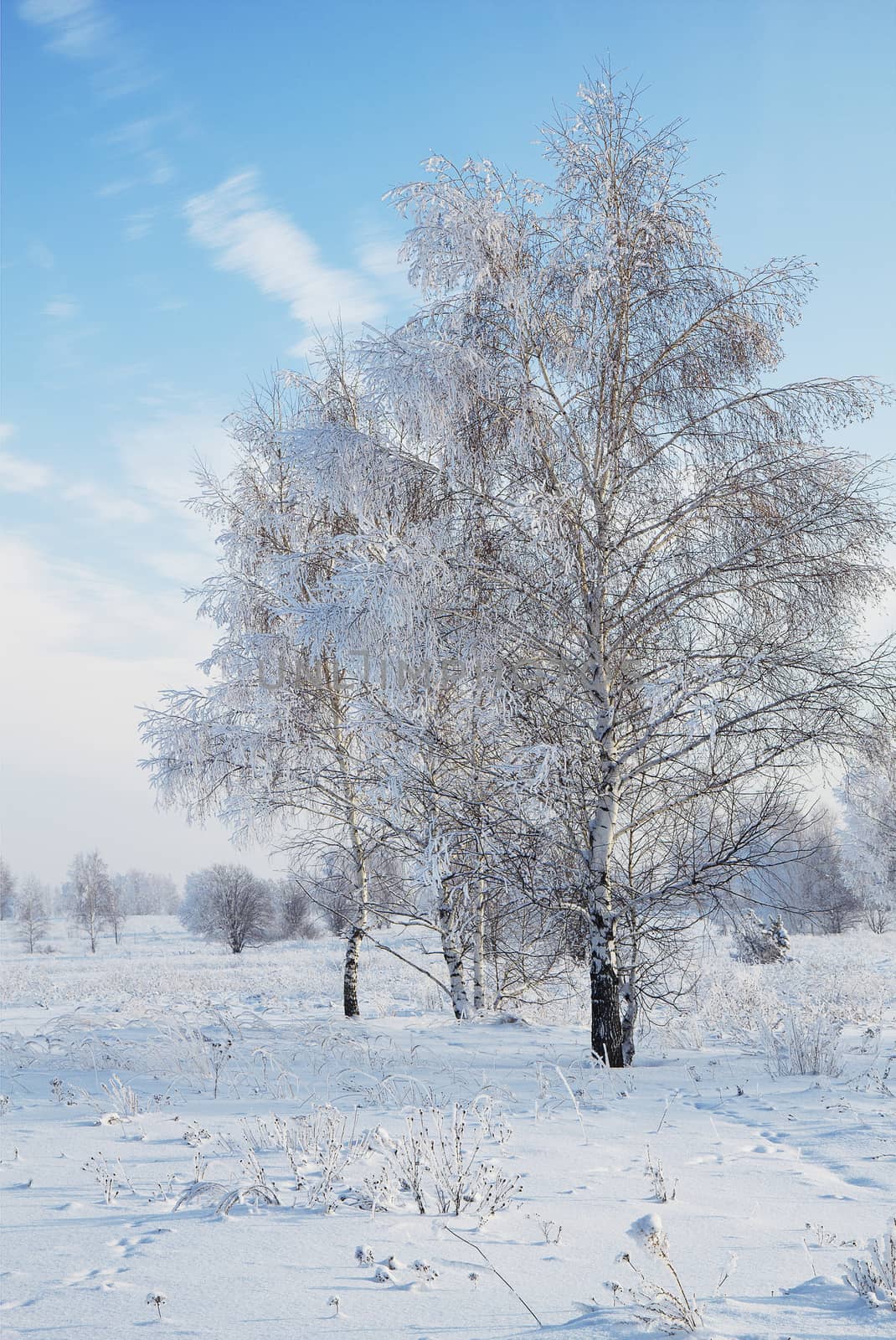 landscape in snow against blue sky. Winter scene.