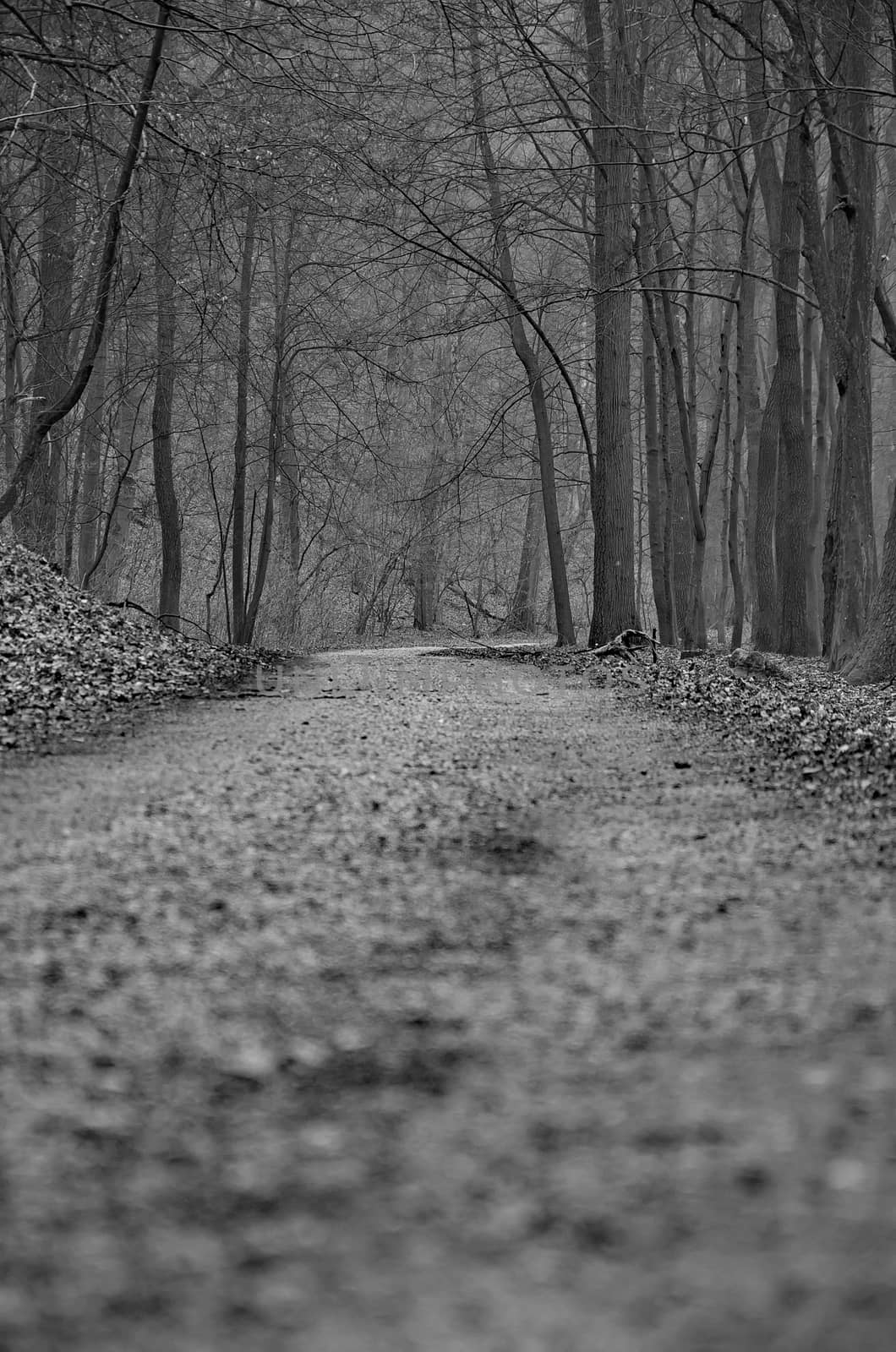 Path to the forest