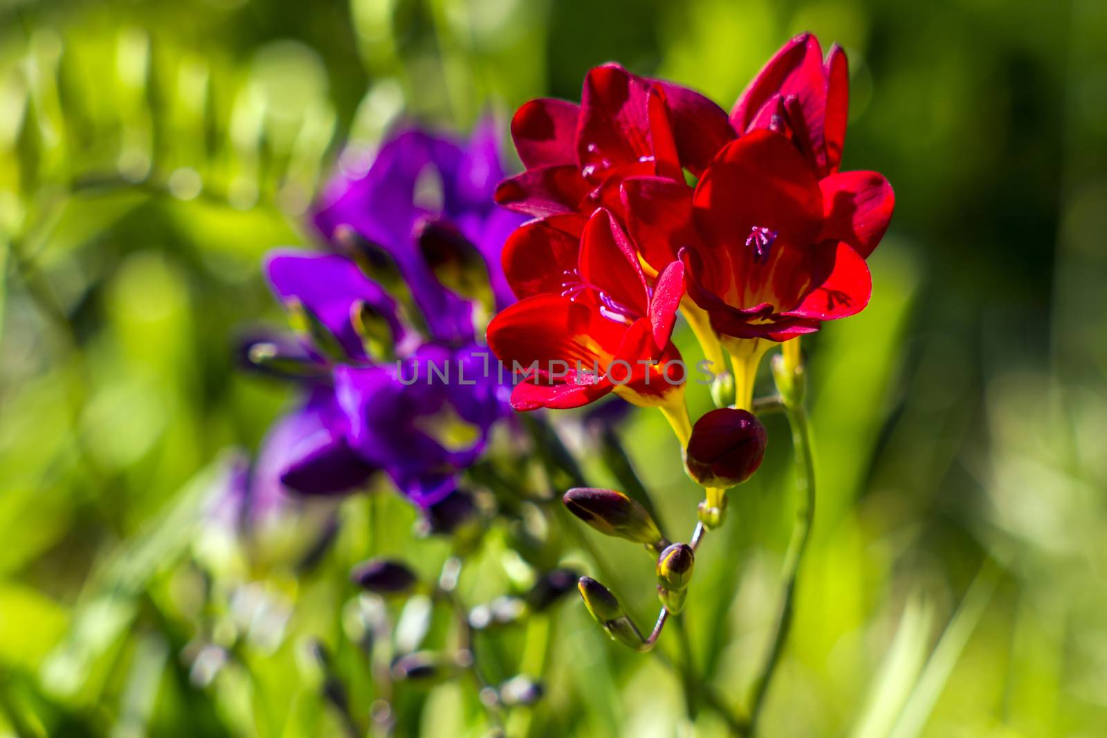  freesia in the garden