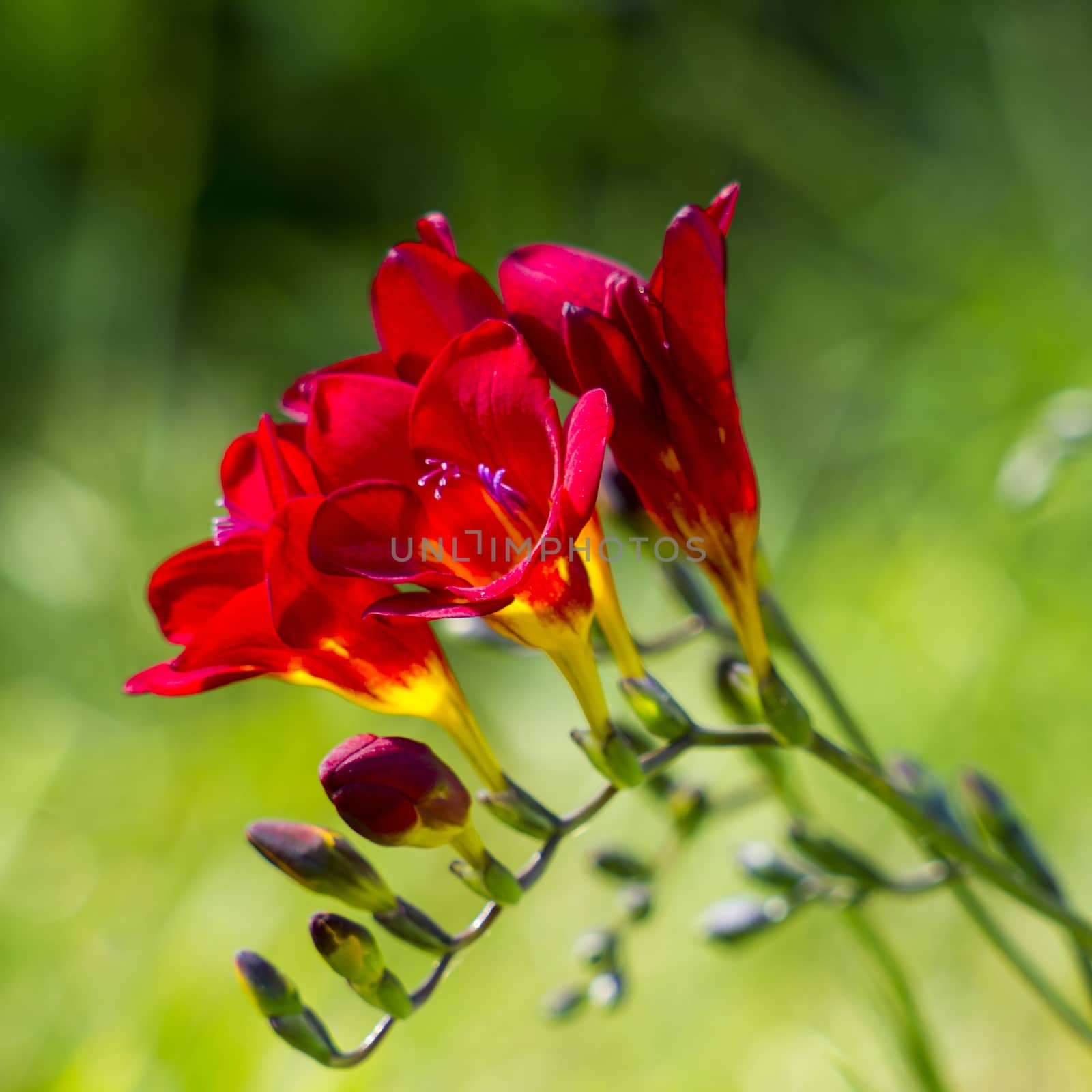 red freesia in the garden by miradrozdowski