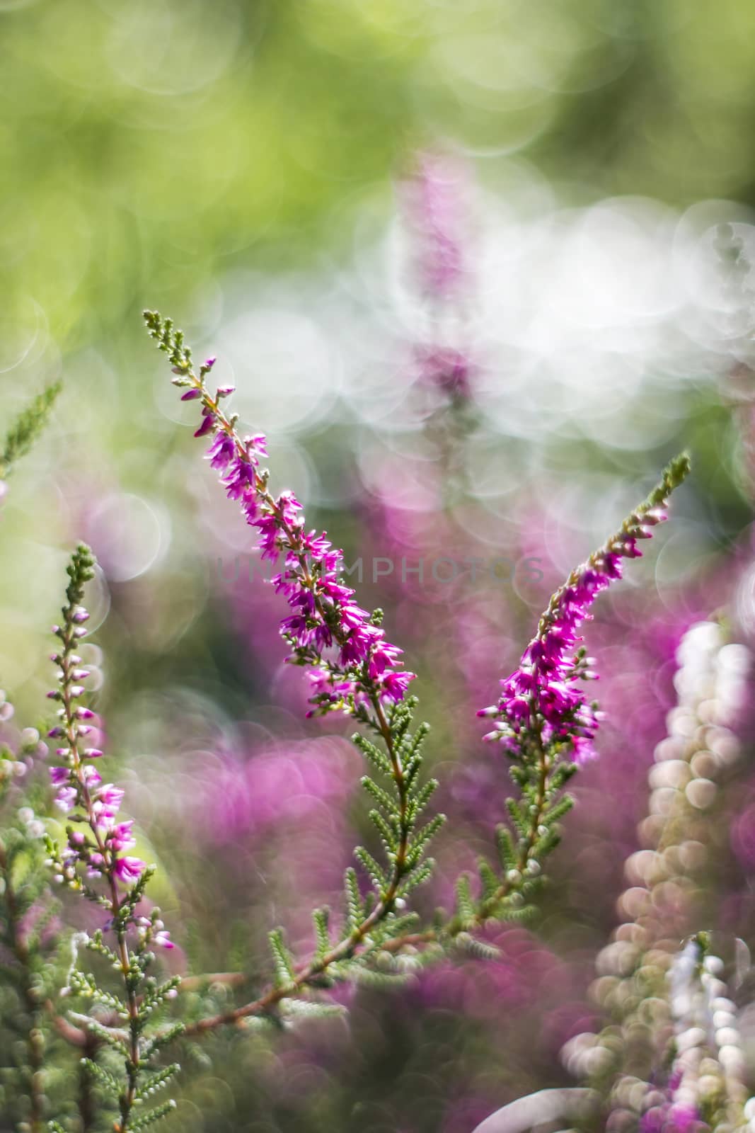 Autumn heather with bokeh