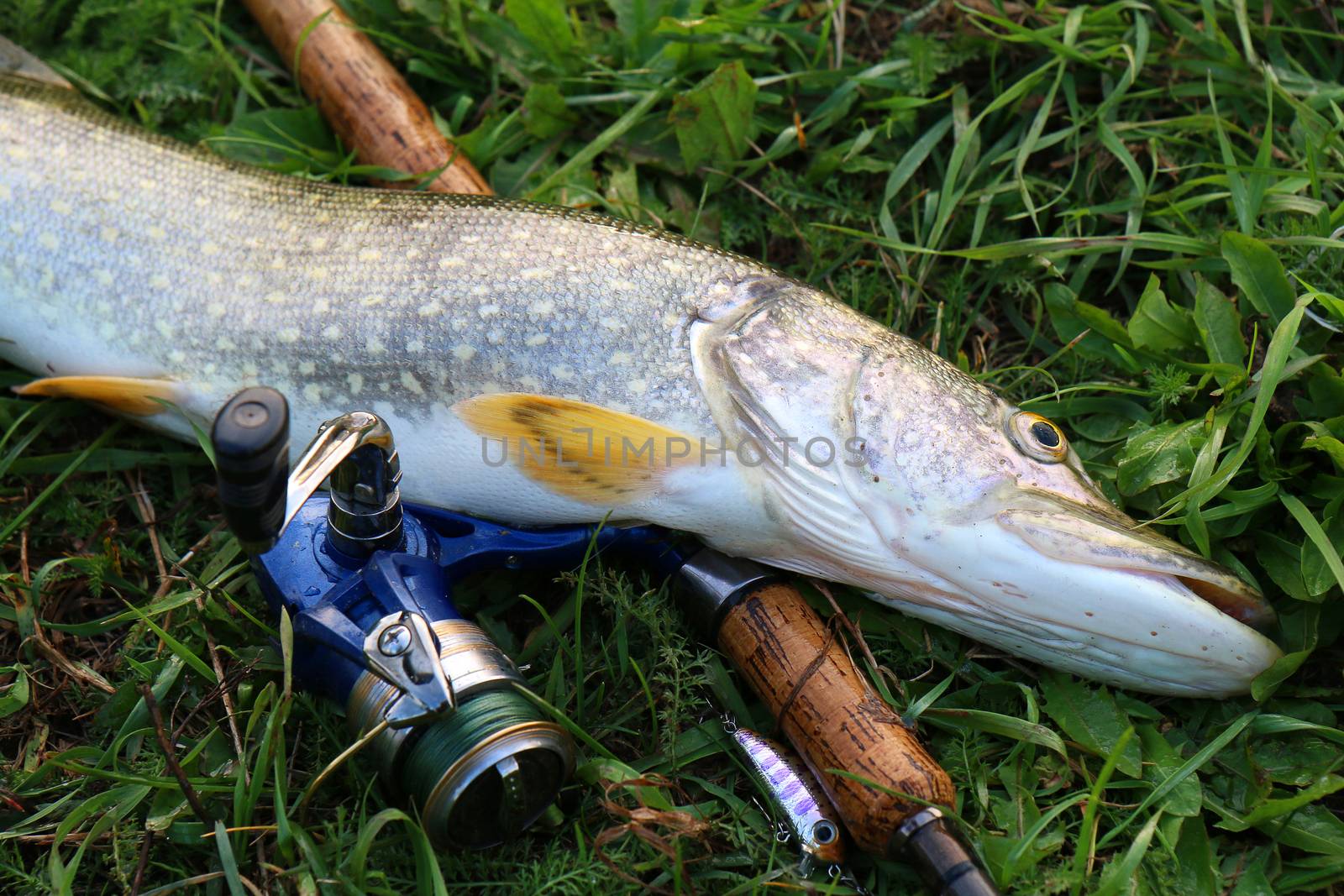 fishing catch pike on the grass and fishing gear