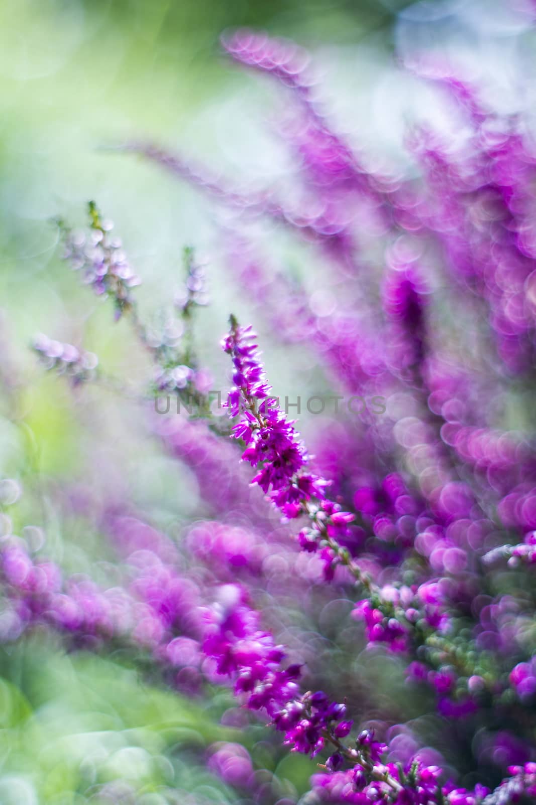 Autumn heather with bokeh by miradrozdowski