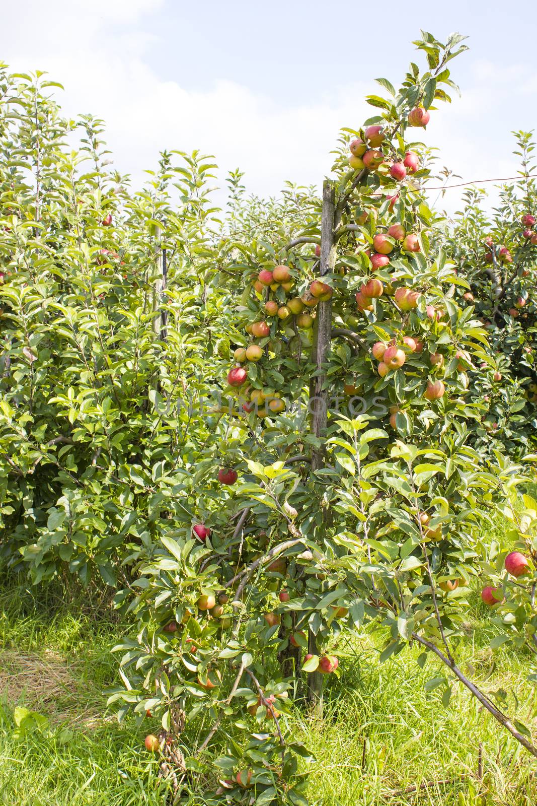 Red apples on apple tree branch 