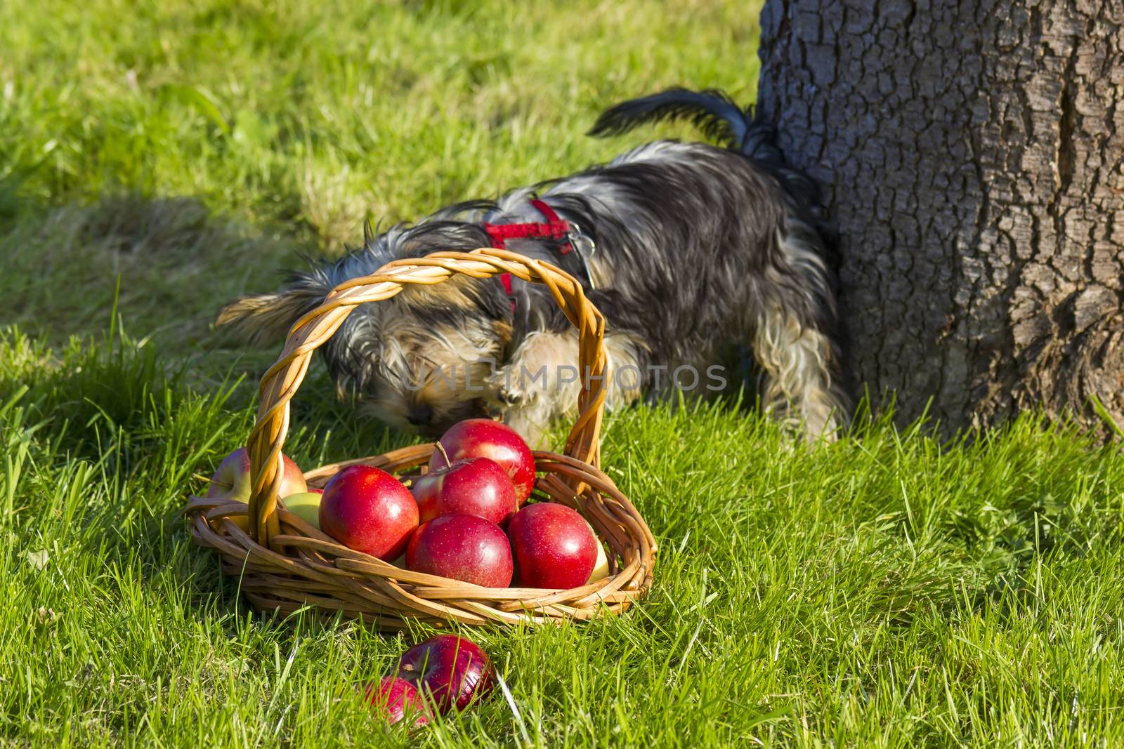 yorkshire terrier and apples by miradrozdowski